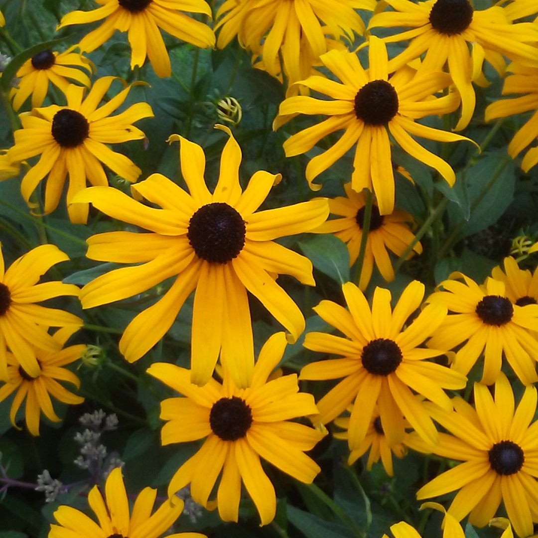 Zonnehoed (Rudbeckia fulgida) - PictureThis