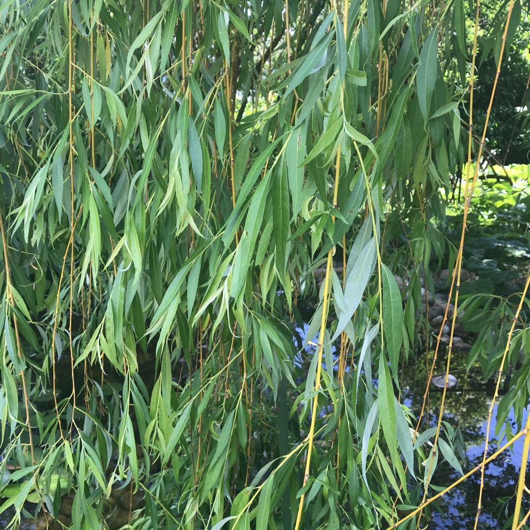 Why does the willow tree weep?