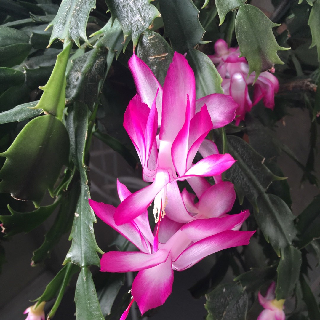 Flor de maio (Schlumbergera truncata) - PictureThis