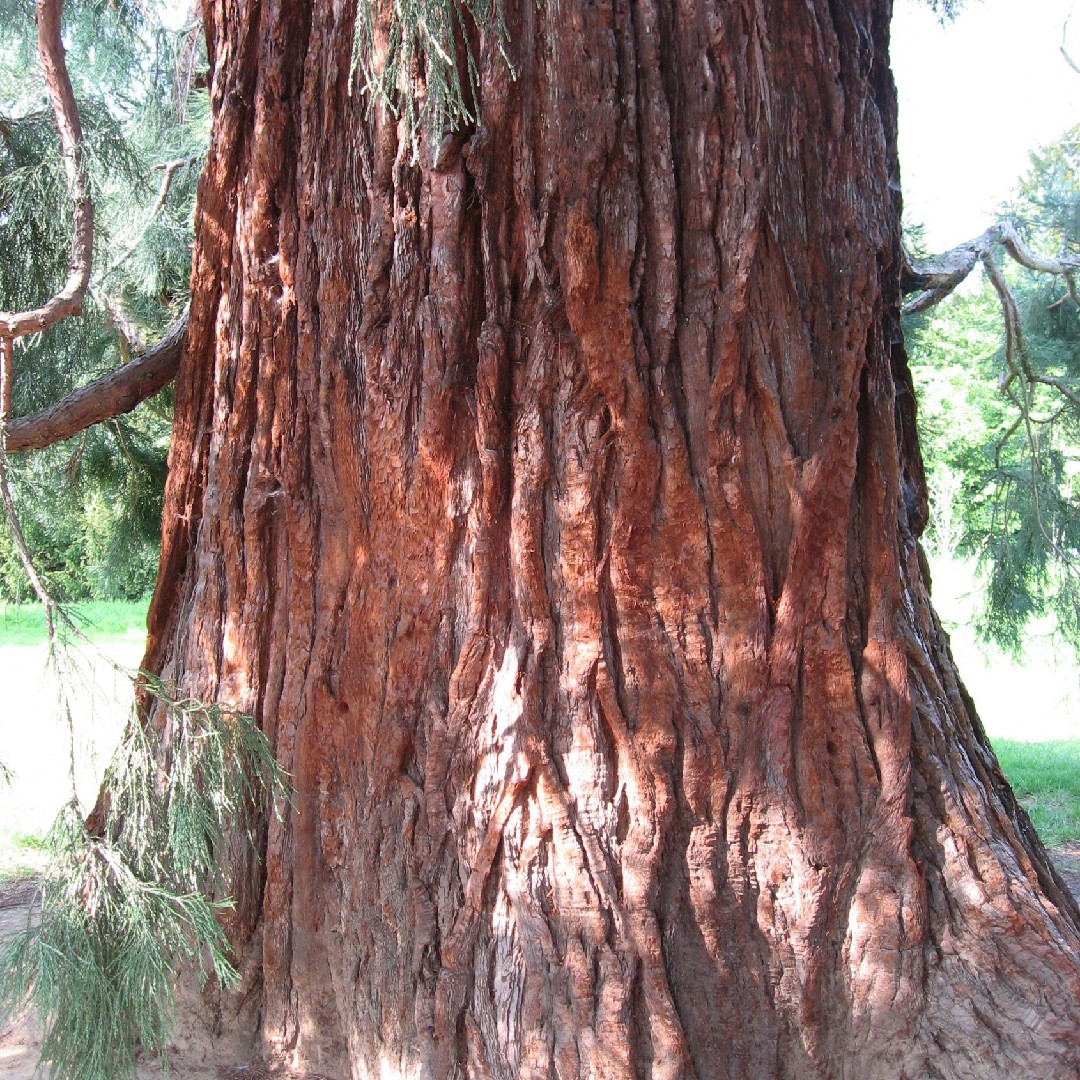 Sequoia géant (Sequoiadendron)