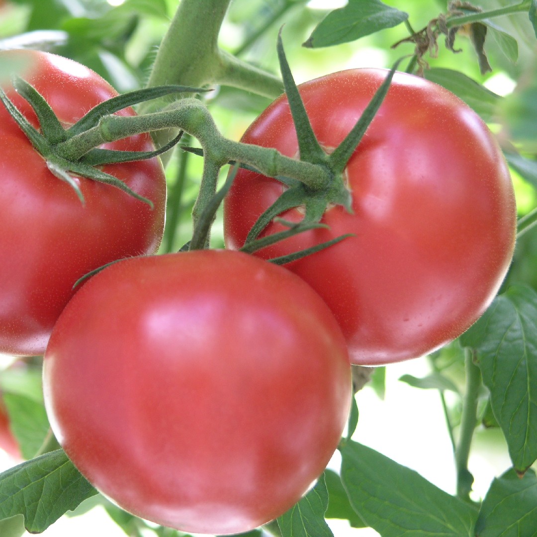 Tomato (Solanum lycopersicum)