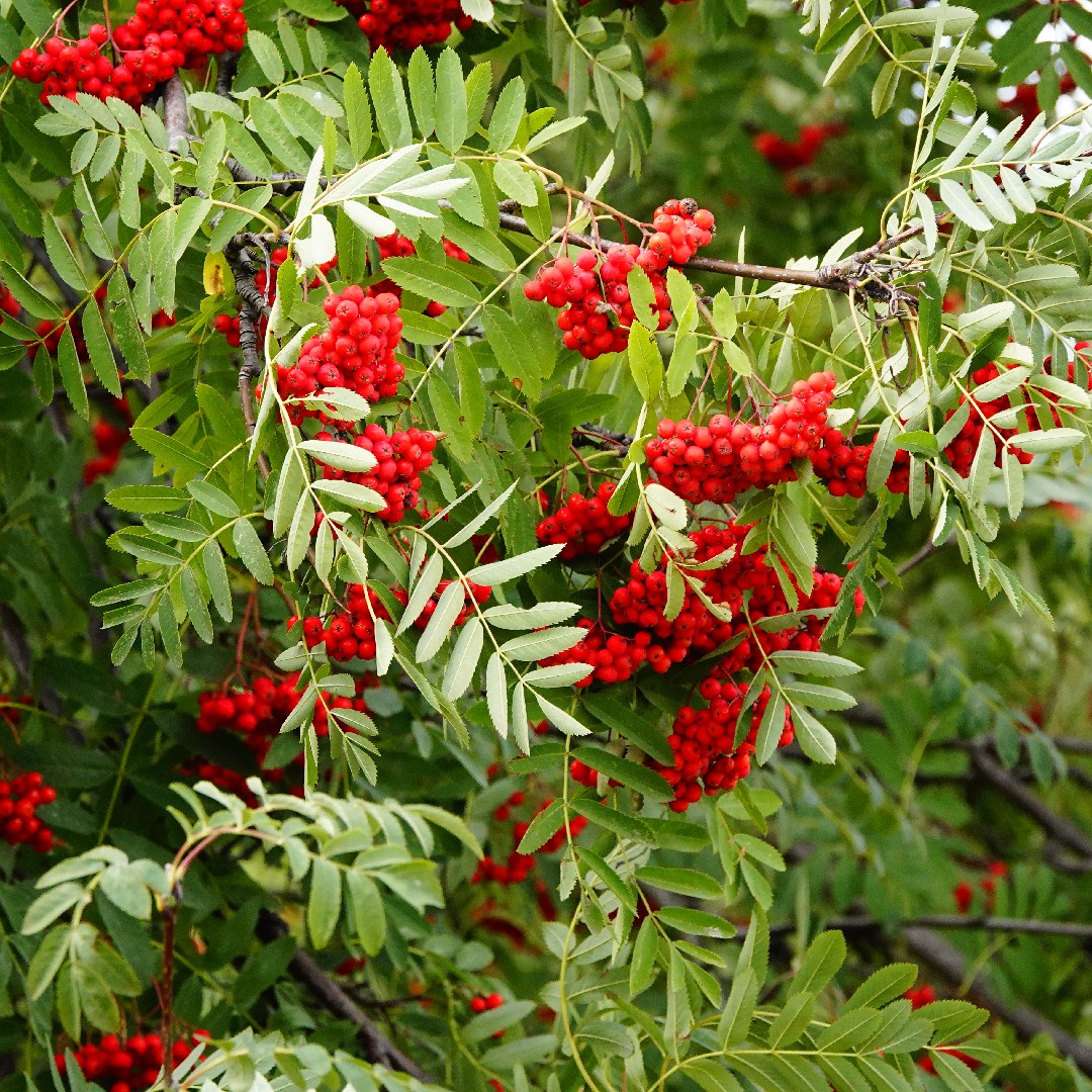 セイヨウナナカマド 西洋七竈 Sorbus Aucuparia 花言葉 学名 よくある質問 Picturethis