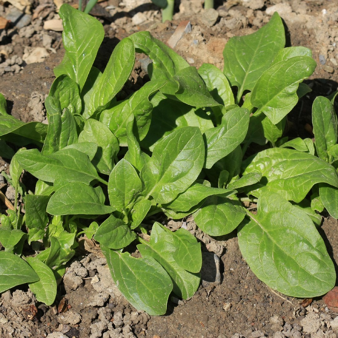 Echter Spinat (Spinacia oleracea) - PictureThis