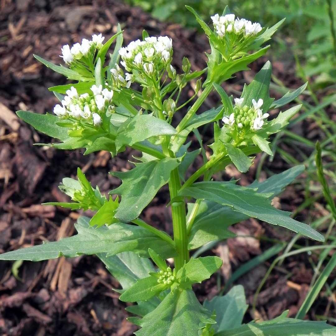 Field pennycress (Thlaspi arvense)