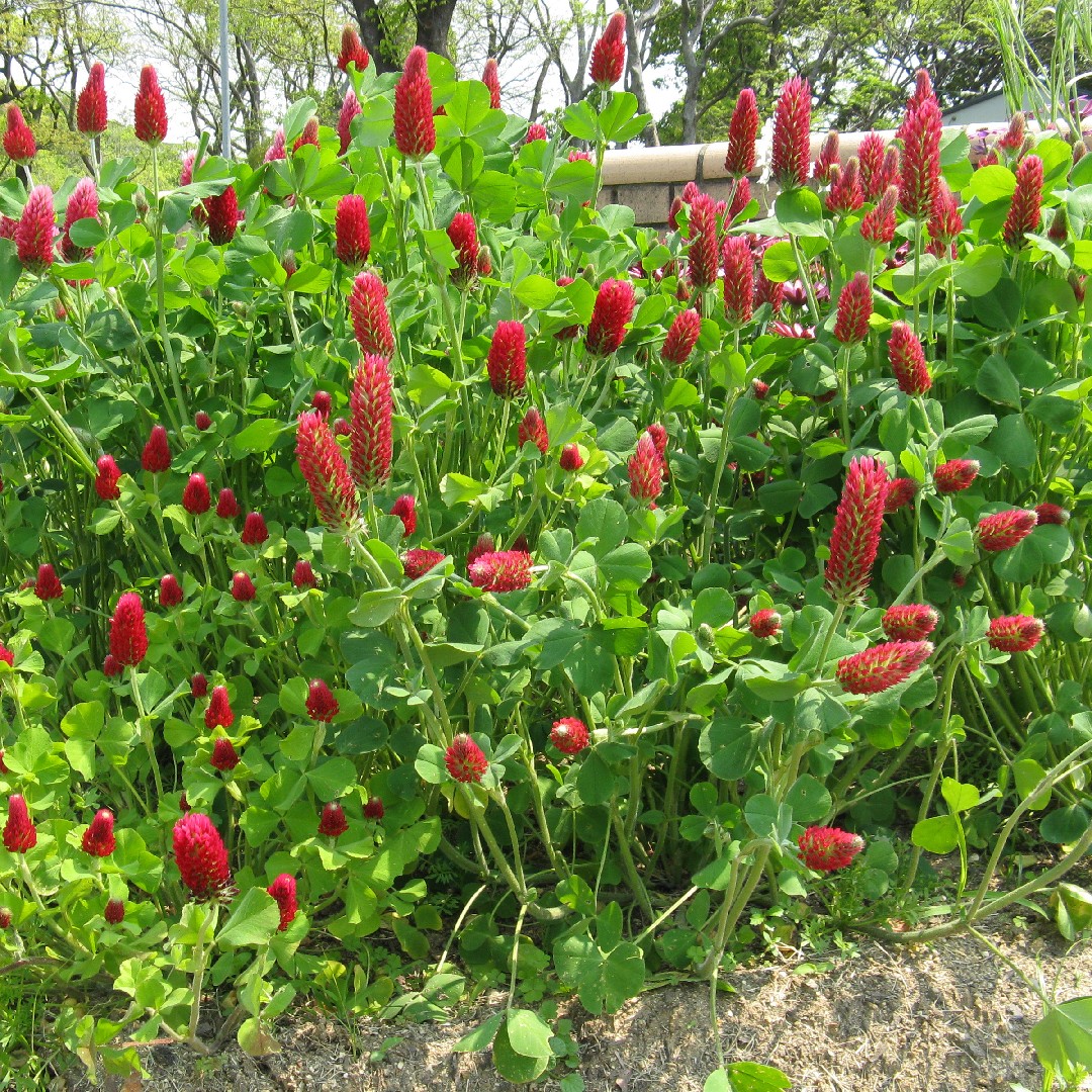 진흥토끼풀 (Trifolium Incarnatum) - Picturethis
