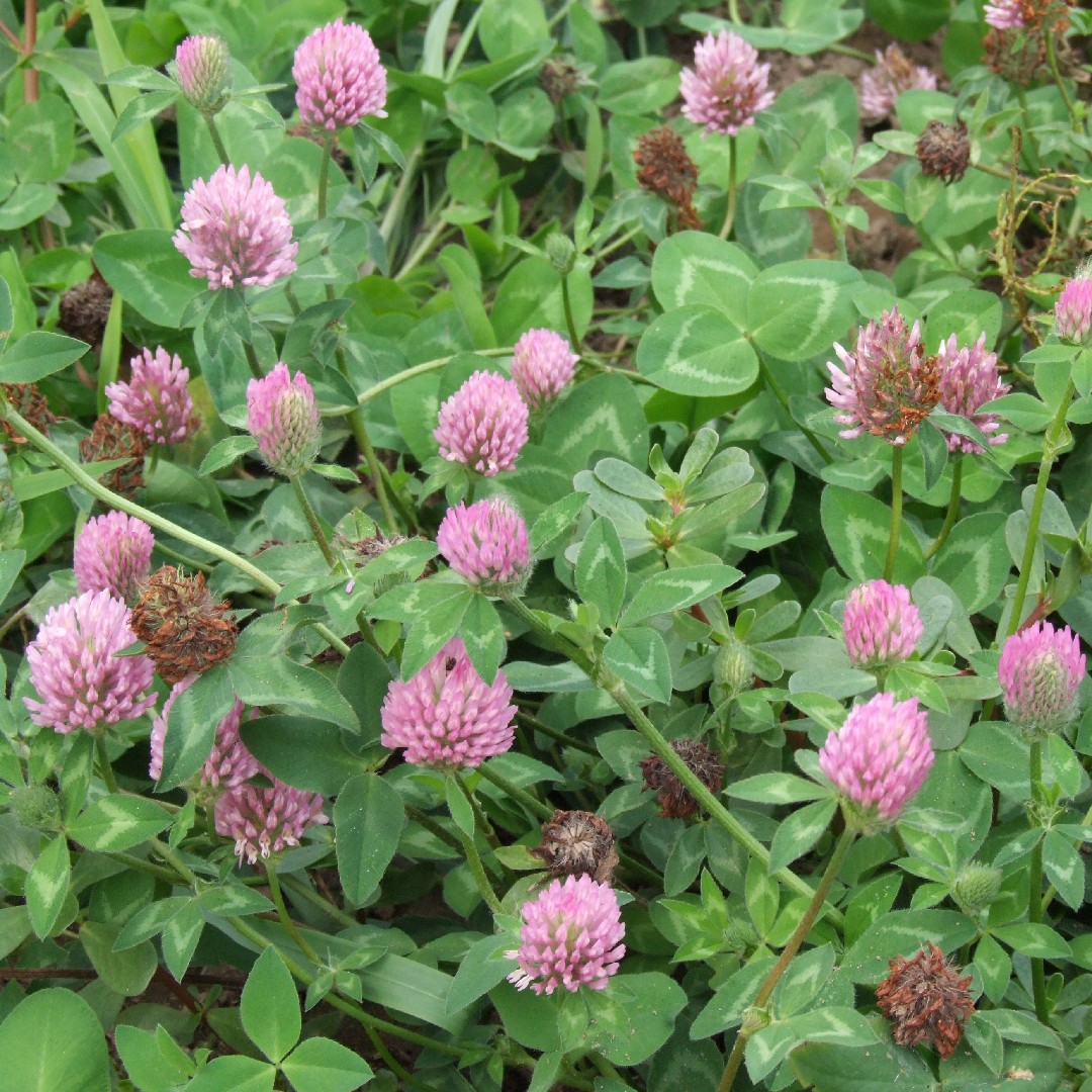 Image of Trifolium pratense Japanese clover