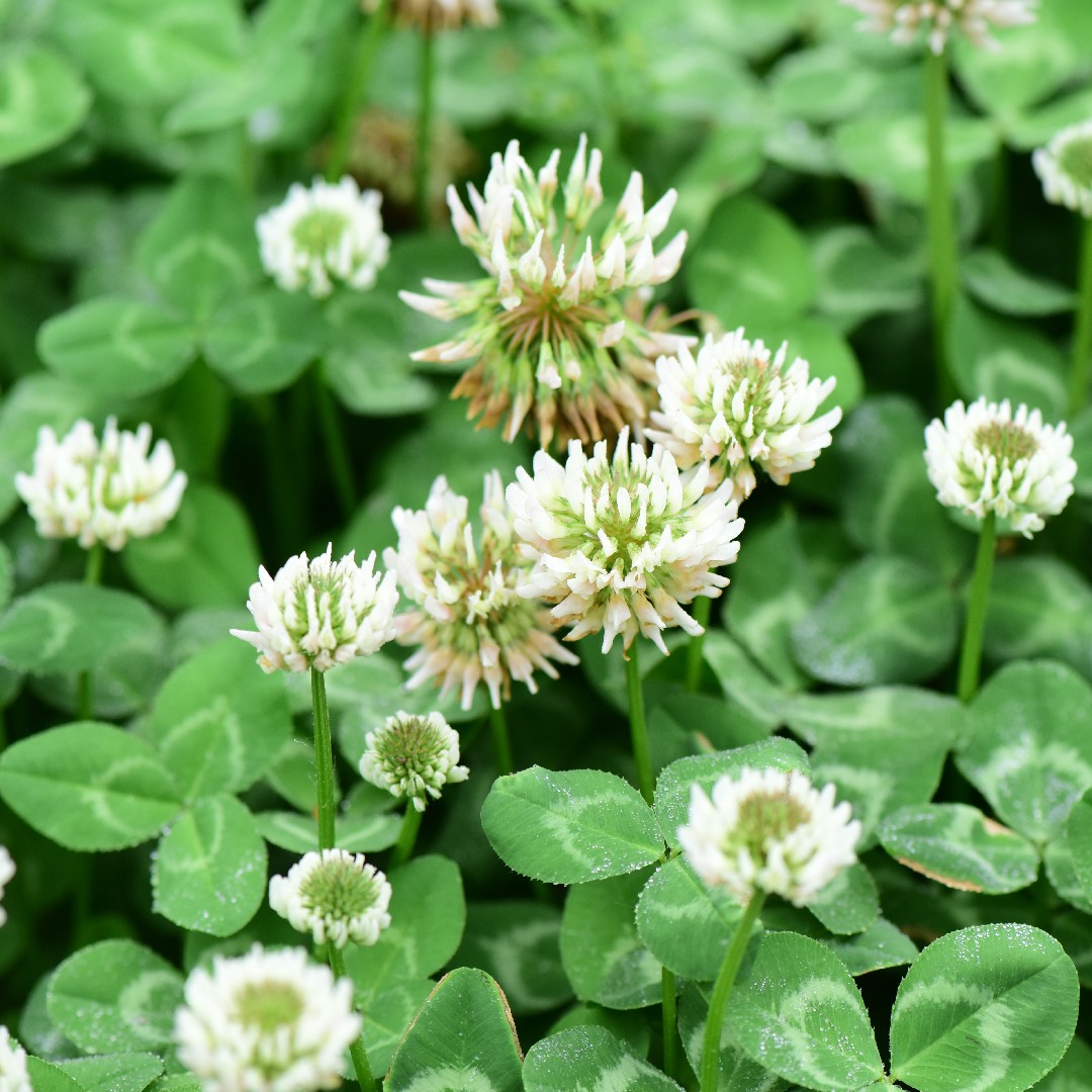 白花三葉草 Trifolium Repens 照顧 繁殖 開花時間 Picturethis