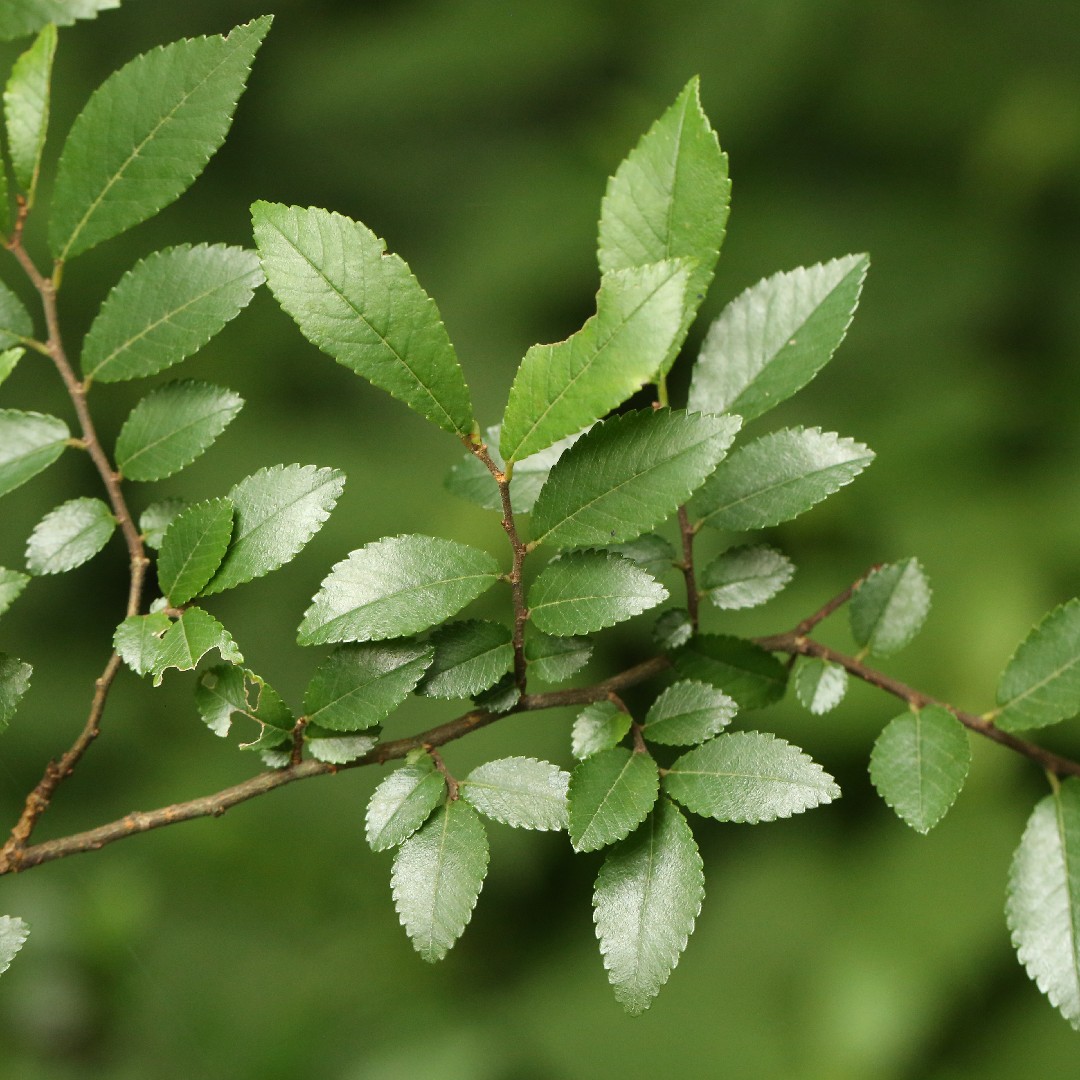 Orme de Chine : comment le planter et l'entretenir ?