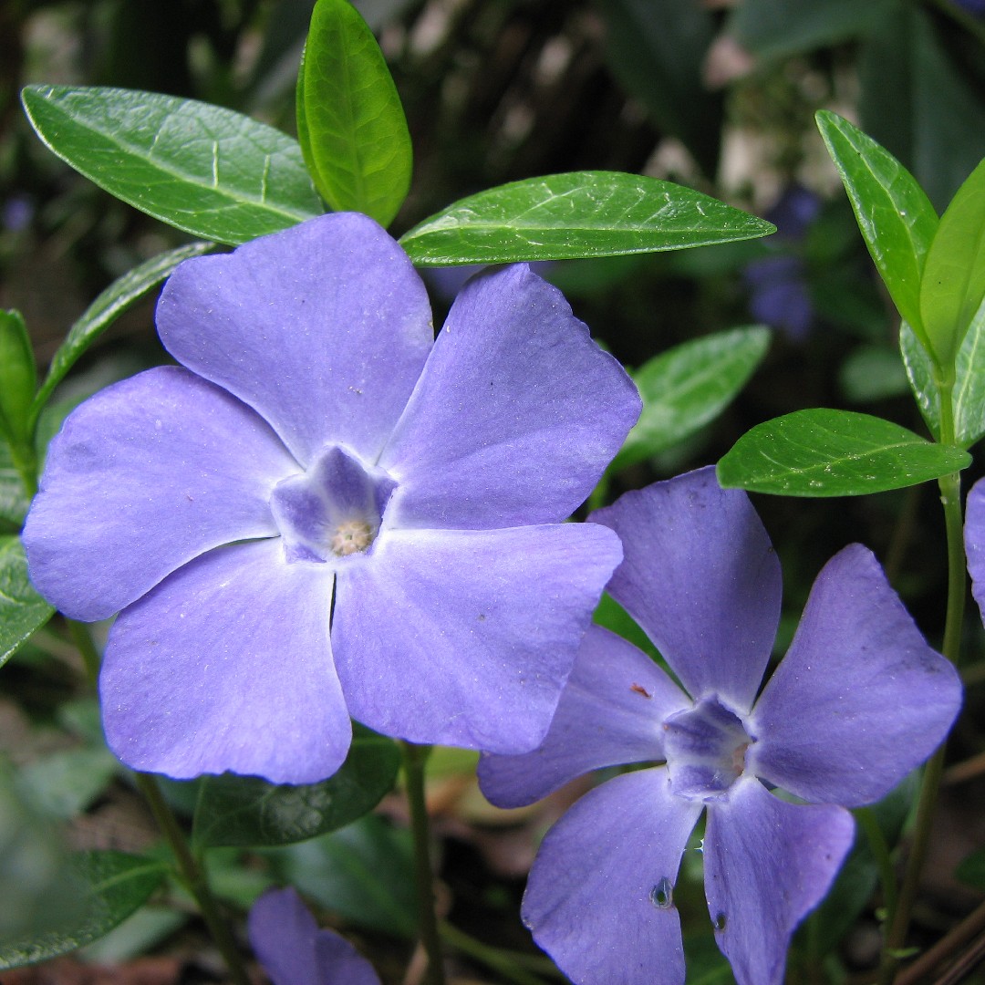 common periwinkle (vinca minor) flower, leaf, care, uses - picturethis
