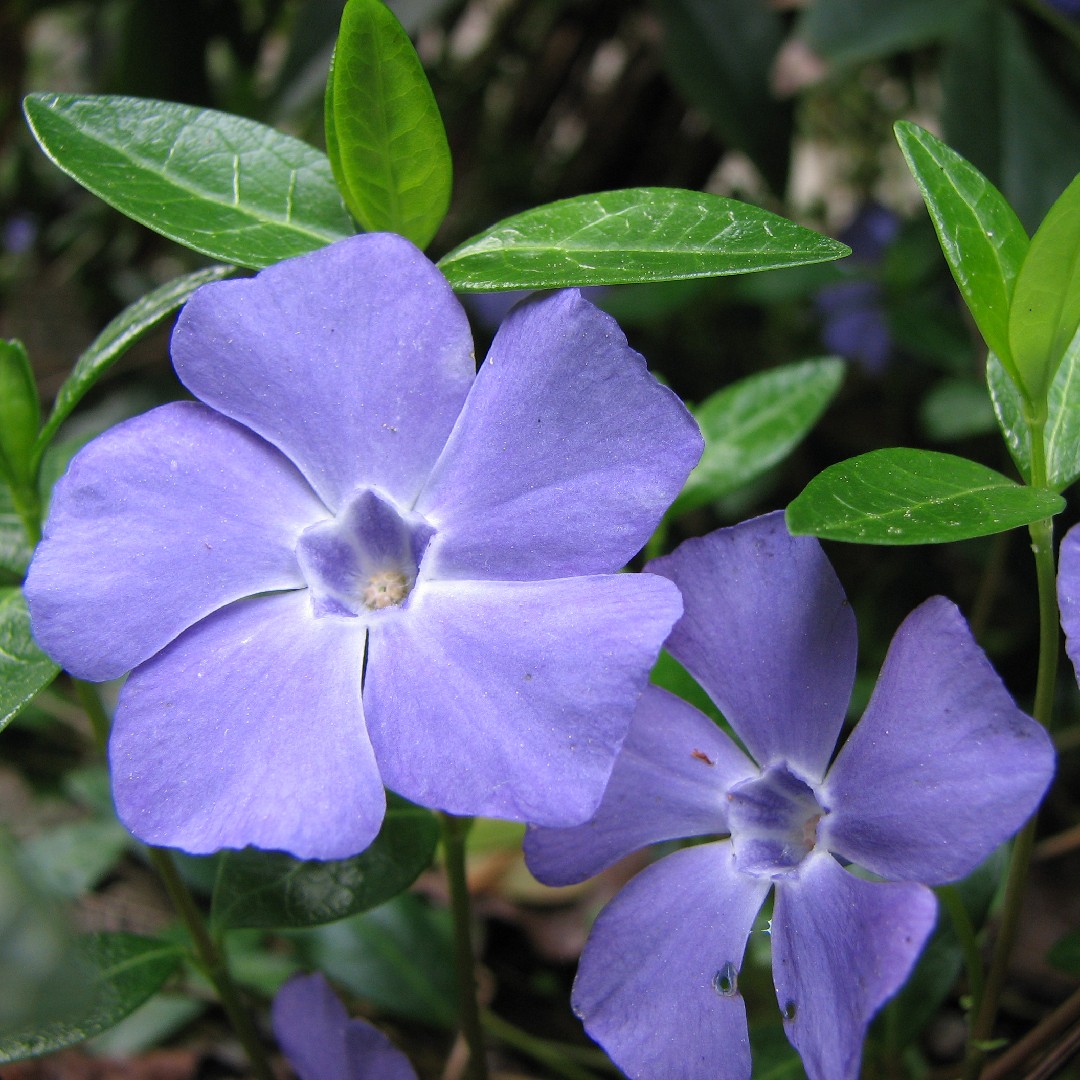 Common periwinkle (Vinca minor) Flower, Leaf, Care, - PictureThis