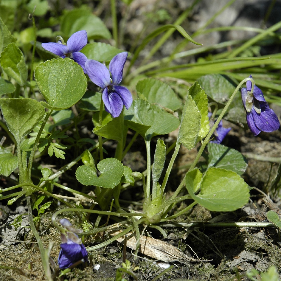 Violeta común (Viola odorata) - PictureThis