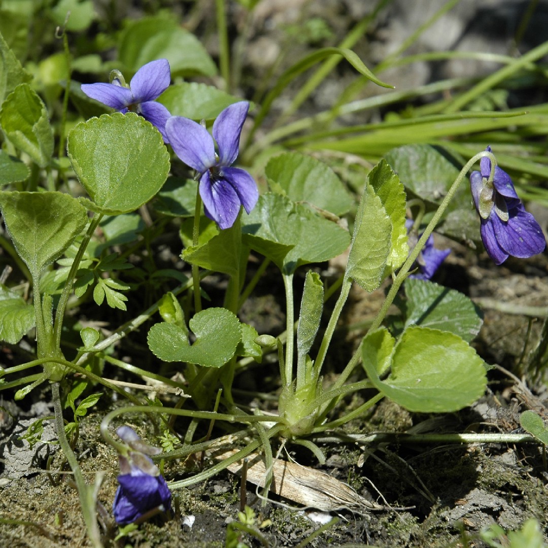 ニオイスミレ 匂菫 Viola Odorata 花言葉 学名 よくある質問 Picturethis