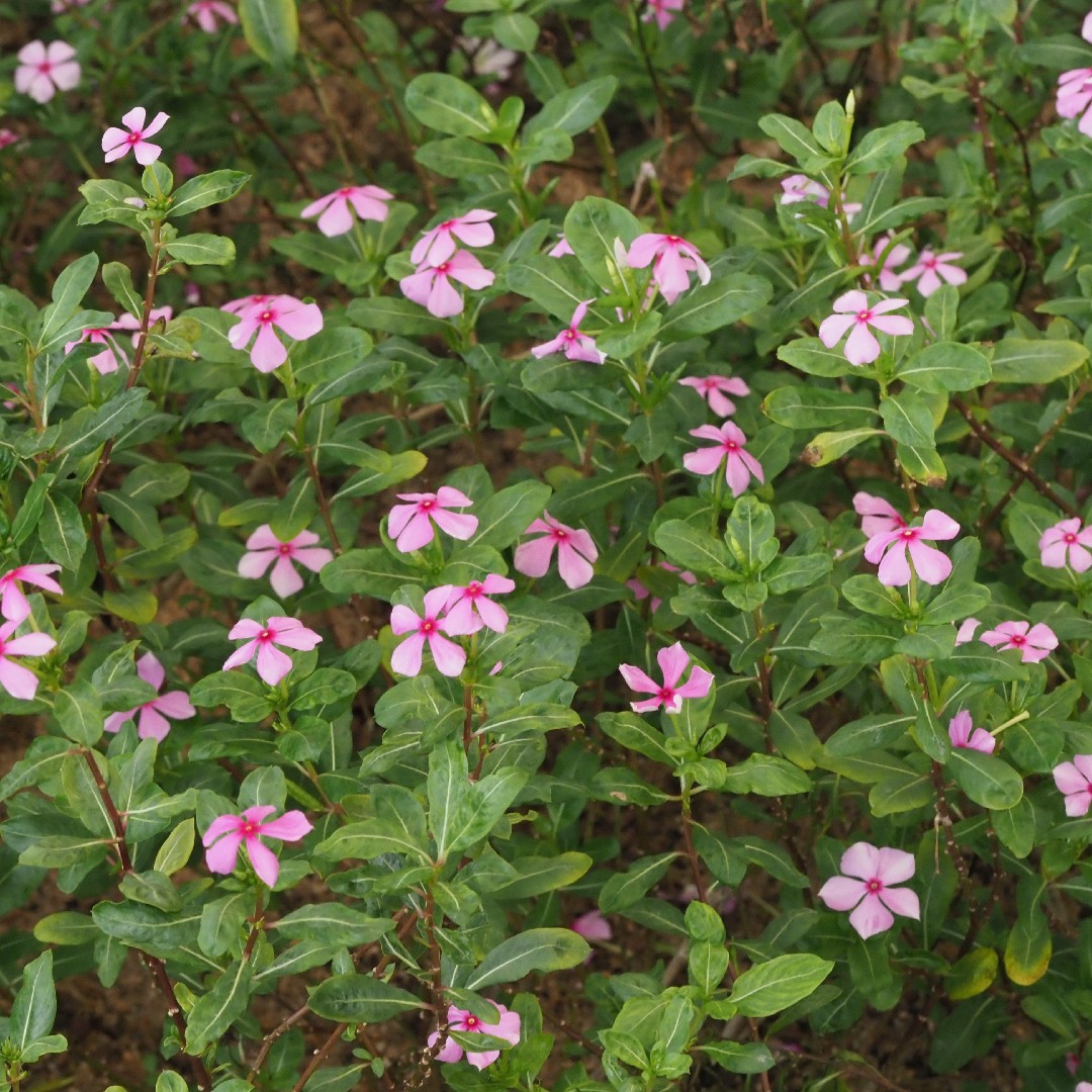 Vinca (Catharanthus roseus) - PictureThis