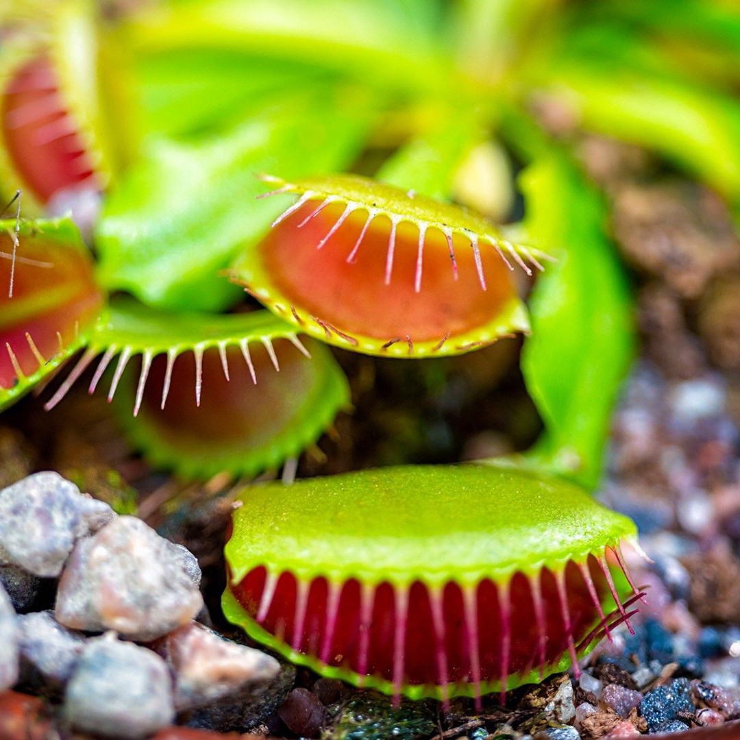 ハエトリグサ 蠅捕草 Dionaea Muscipula Picturethis