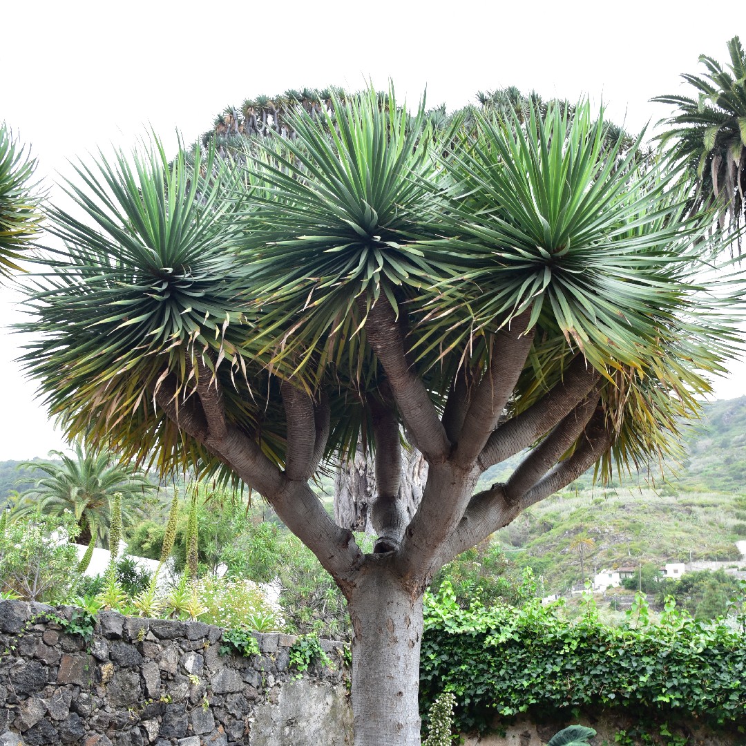 Dragon Tree (Dracaena Draco) Flower, Leaf, Care, Uses - Picturethis