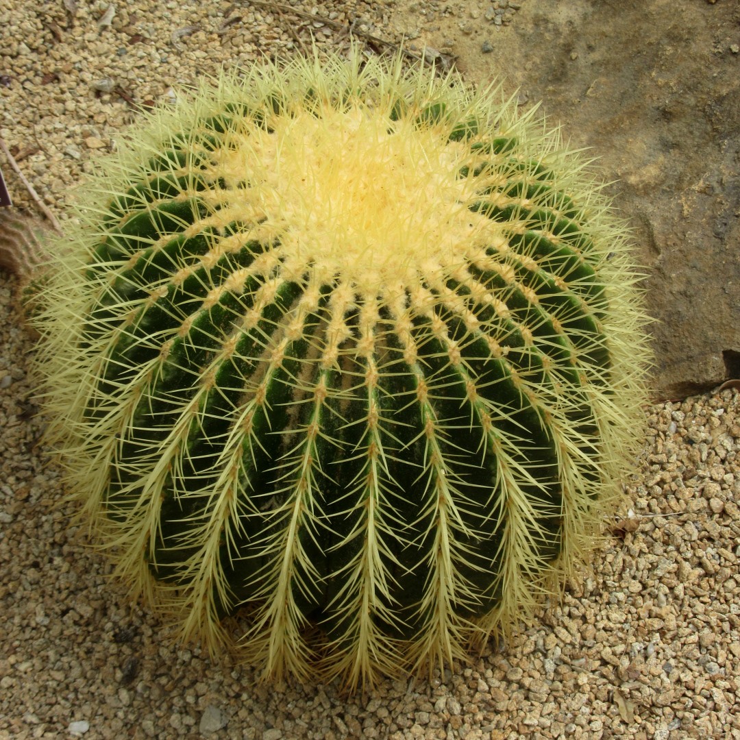 Cadeira-de-sogra (Echinocactus grusonii) - PictureThis