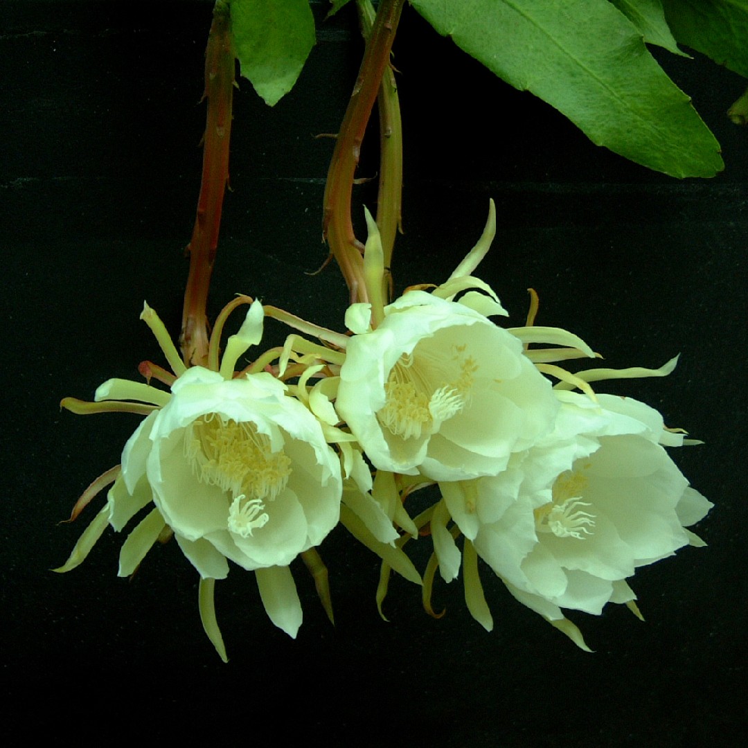 ゲッカビジン（月下美人） (Epiphyllum oxypetalum) 花言葉，毒性