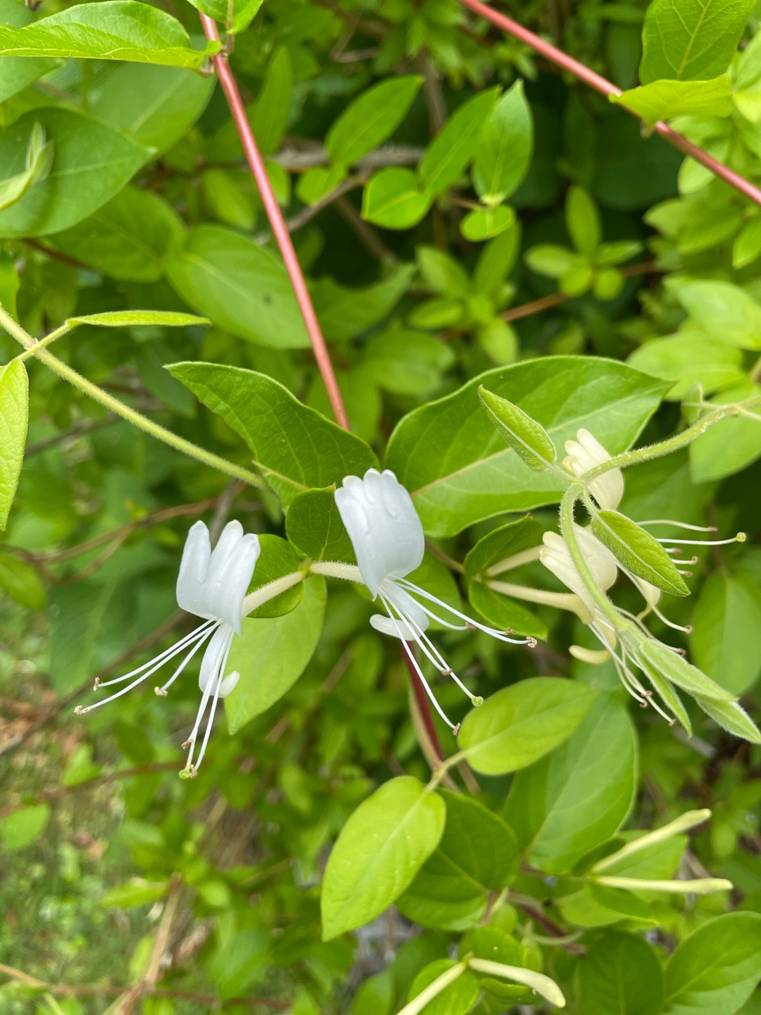 Caprifoglio Del Giappone, Lonicera Japonica Chinensis - 2