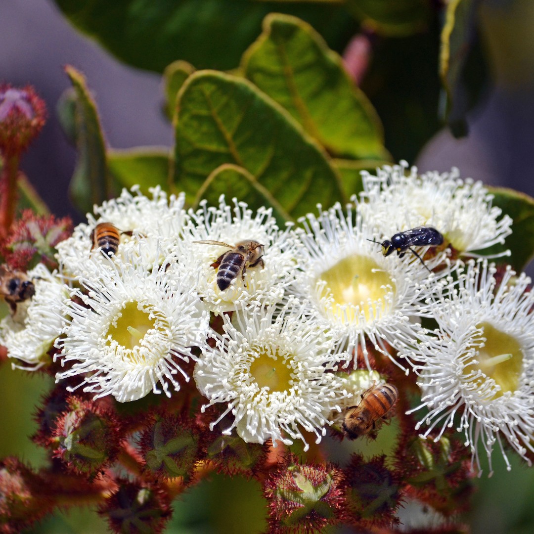 Angophora Flower, Leaf, Care, Uses - PictureThis