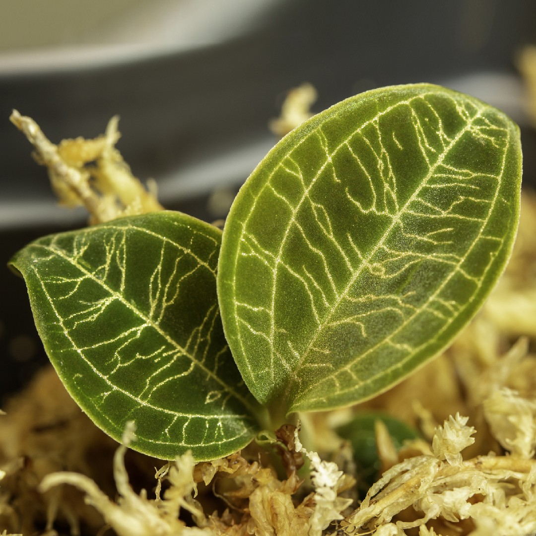 Como Cultivar e Cuidar de Macodes petola