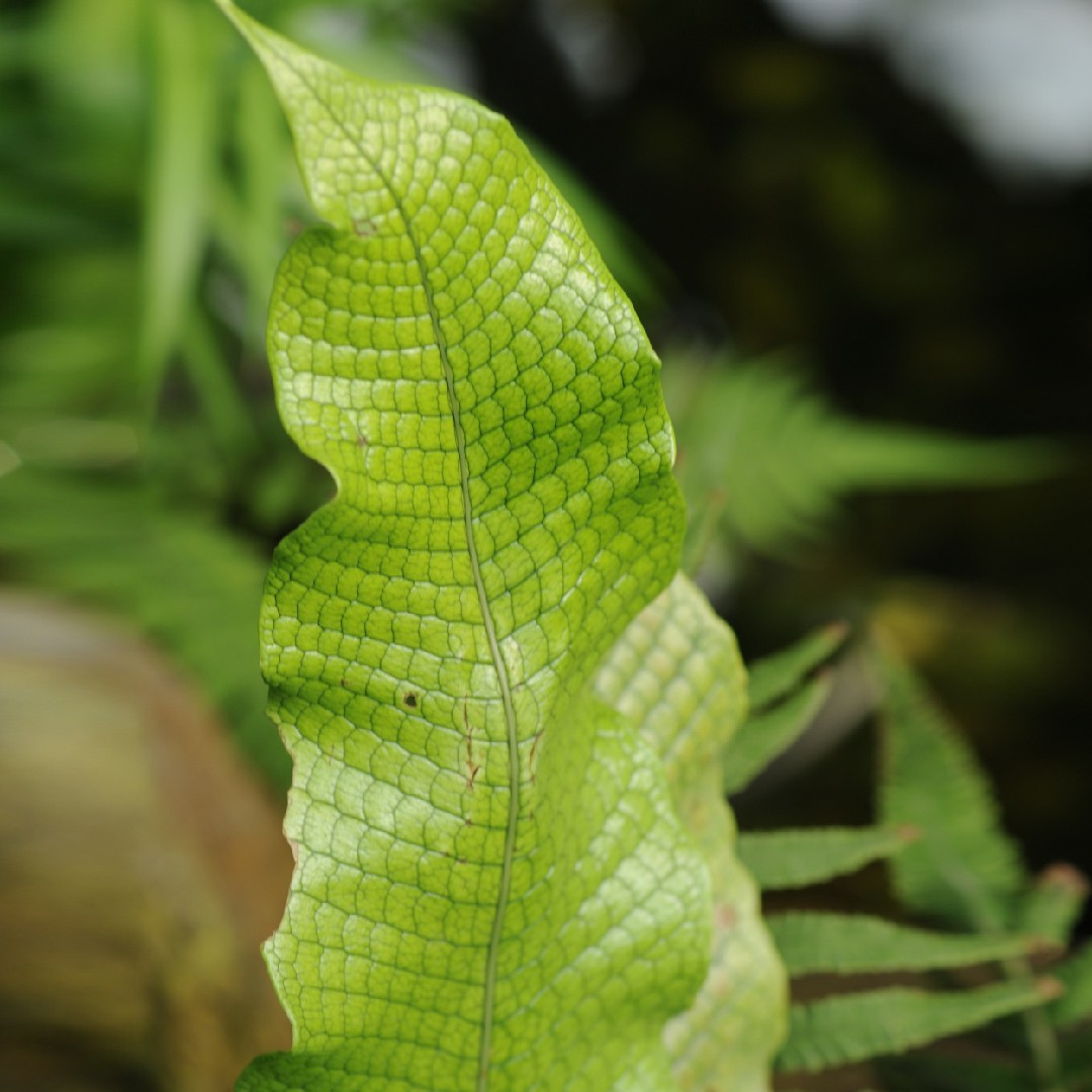 クロコダイル・ファーンの育て方・栽培方法
