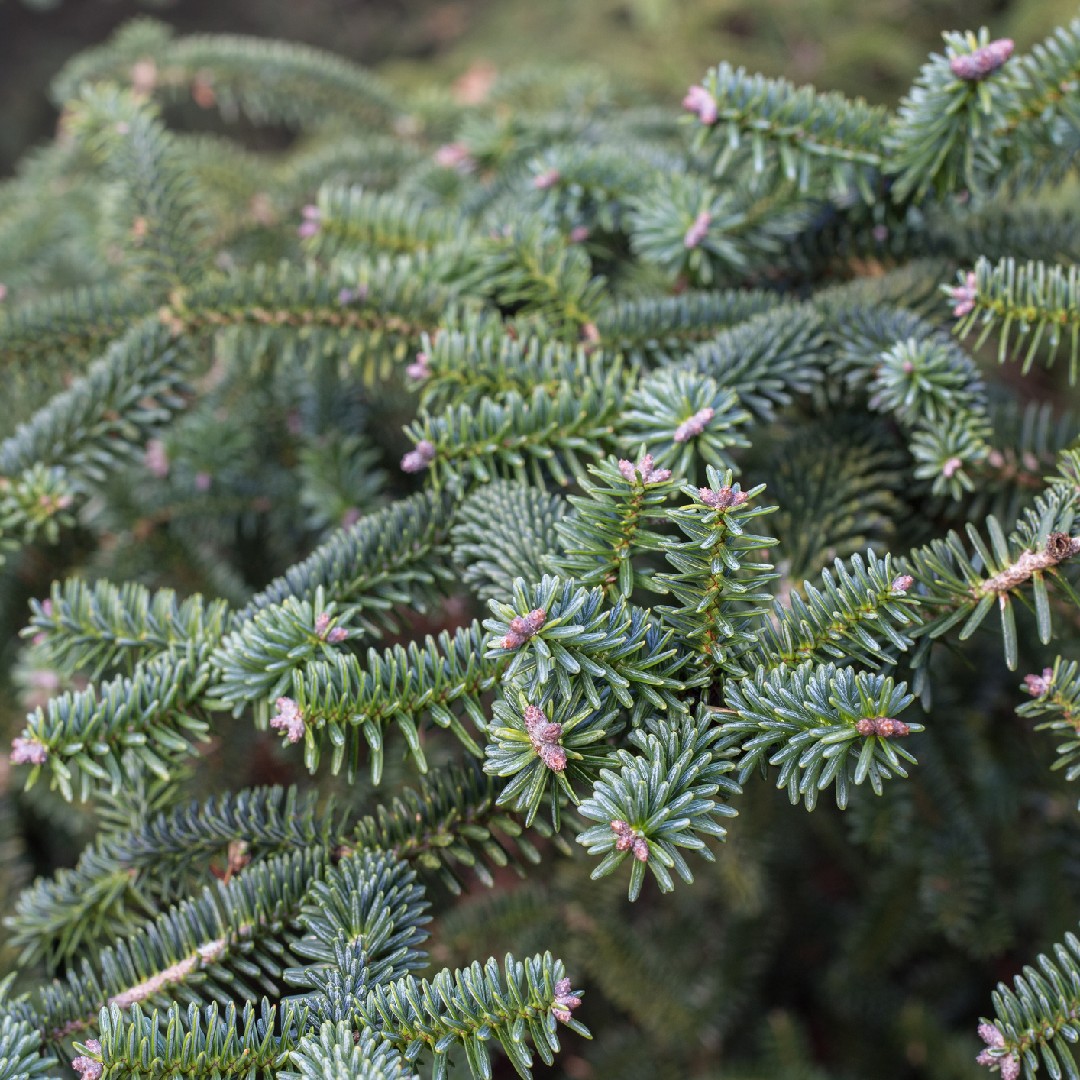 Abies pinsapo 'Glauca' - PictureThis