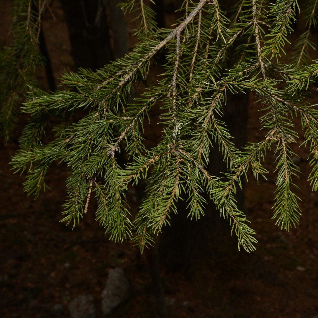 пихта сибирская вечнозеленое дерево. Nest вечнозеленая ель. пихта корейская (abies koreana br 15-20 2+2). пихта сибирская abies sibirica. вечнозелёные растения ель обыкновенная.