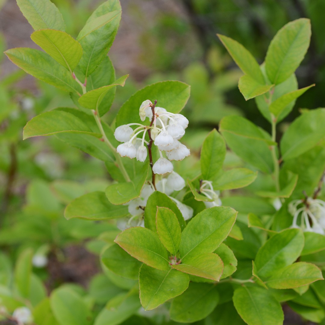 Zenobia Flower, Leaf, Care, Uses - PictureThis