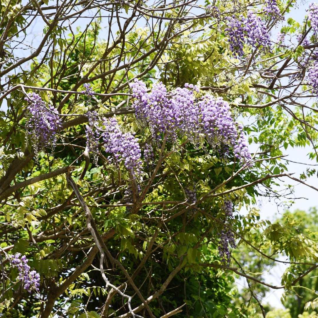 Silky Wisteria 'Okayama' (Wisteria brachybotrys 'Okayama') - PictureThis