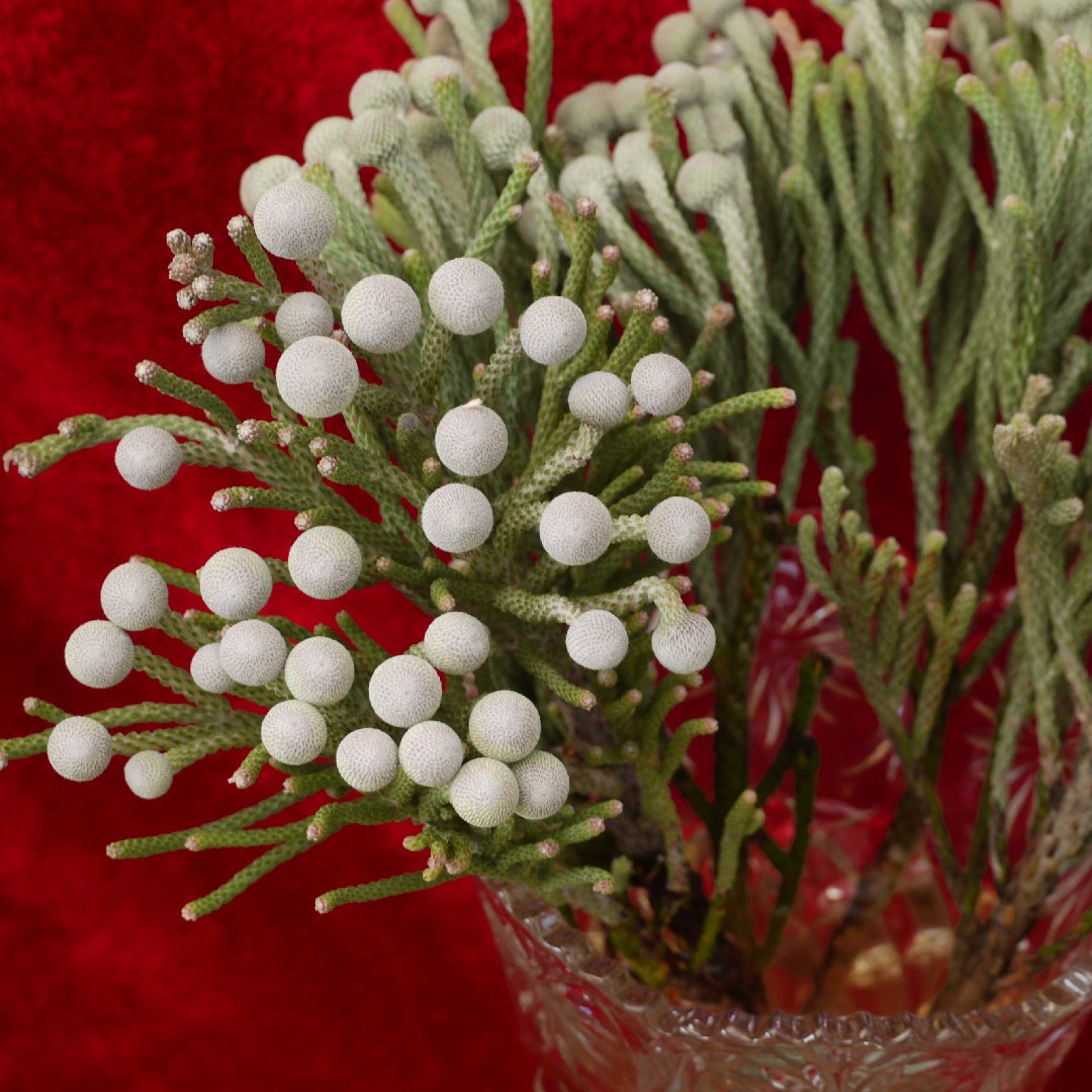 Cedar Care (Watering, Fertilize, Pruning, Propagation) PictureThis