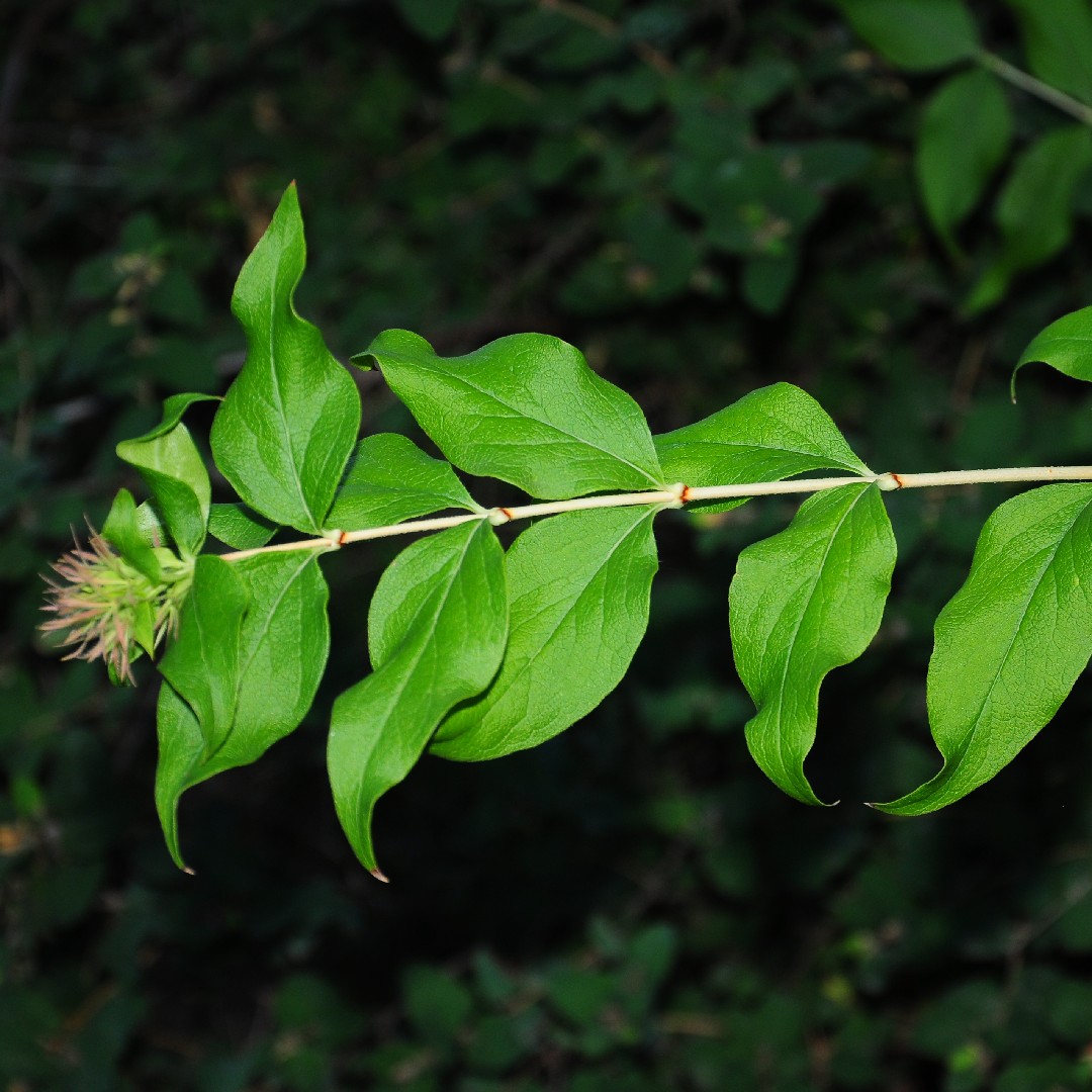 🌿 How to Transplant Zabelia triflora? (Ideal time, Methods, and Post Care)
