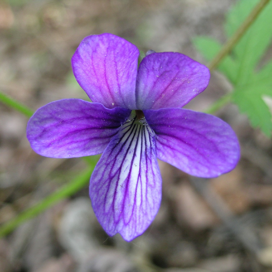Viola mandshurica - PictureThis
