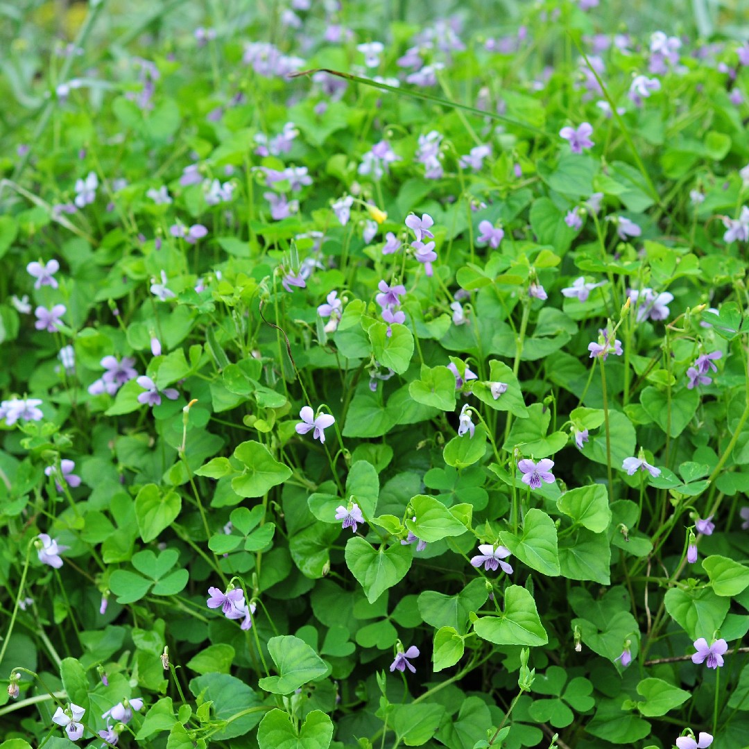 Viola Viola Picturethis