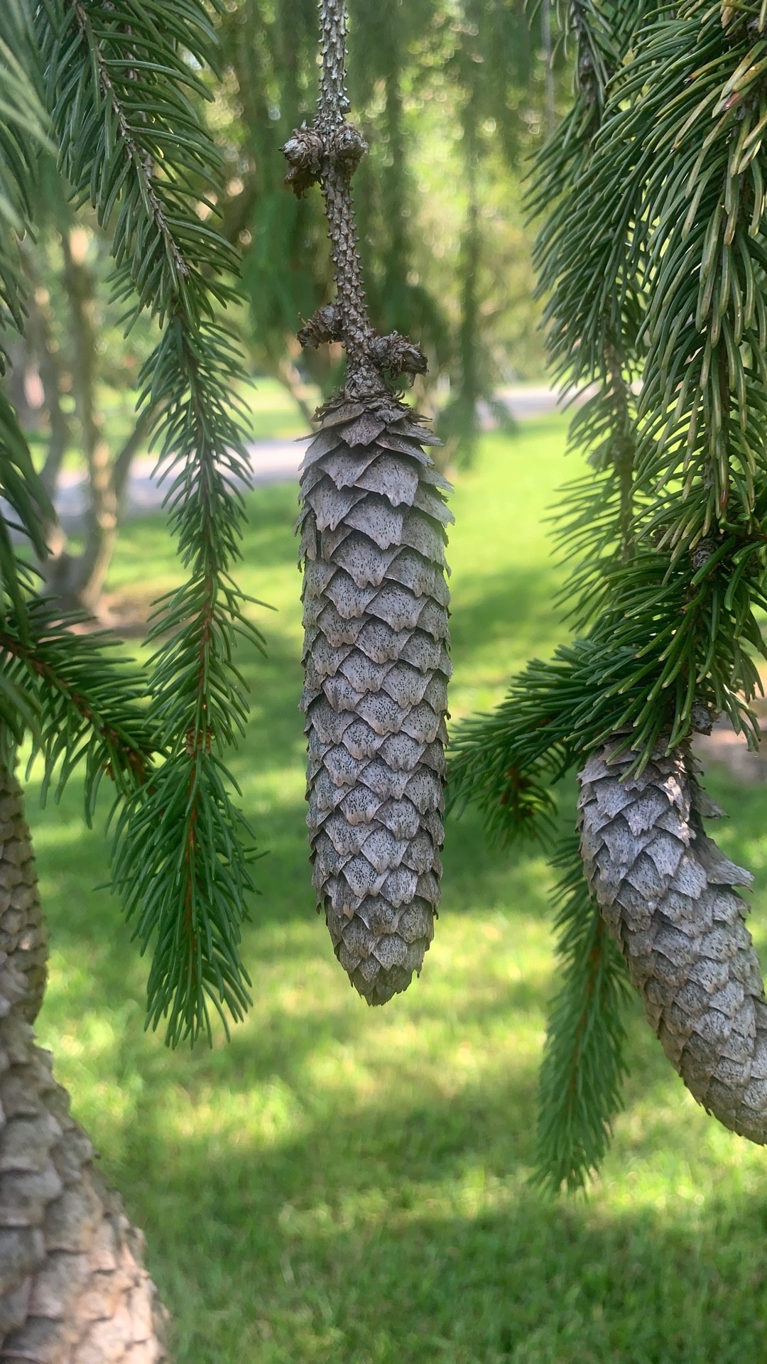 ドイツトウヒの判定方法 (Picea abies)