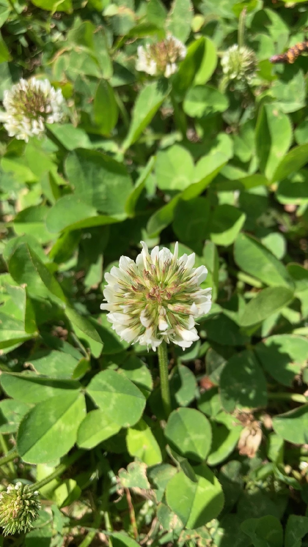 しろつめぐさです。 シロツメクサ - 植物図鑑 - エバーグリーン