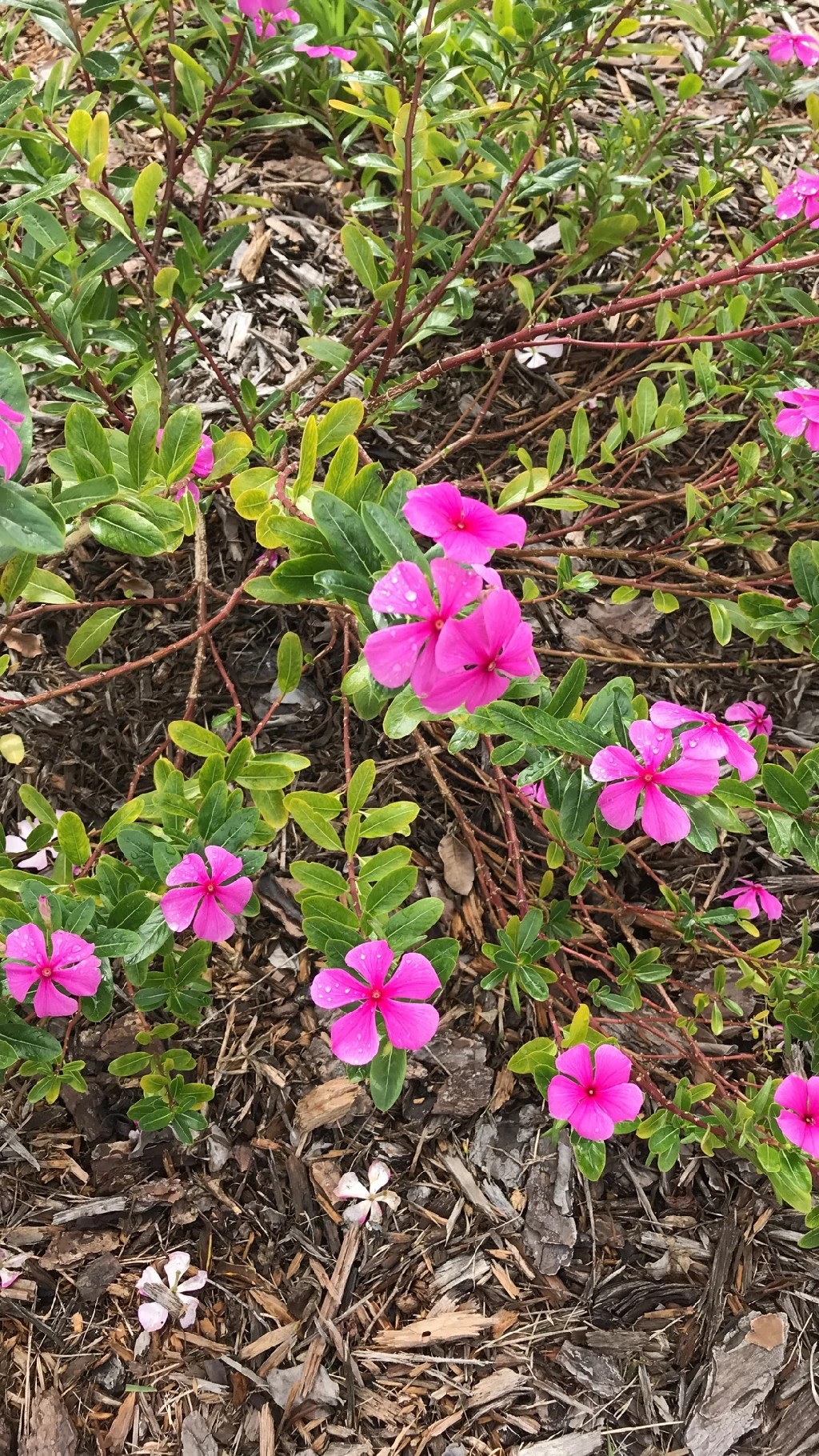 ニチニチソウ（日々草）の判定方法 (Catharanthus roseus)