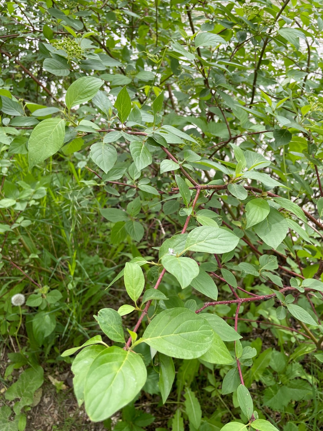 アカクキミズキ（赤茎水木）の判定方法 (Cornus sericea)