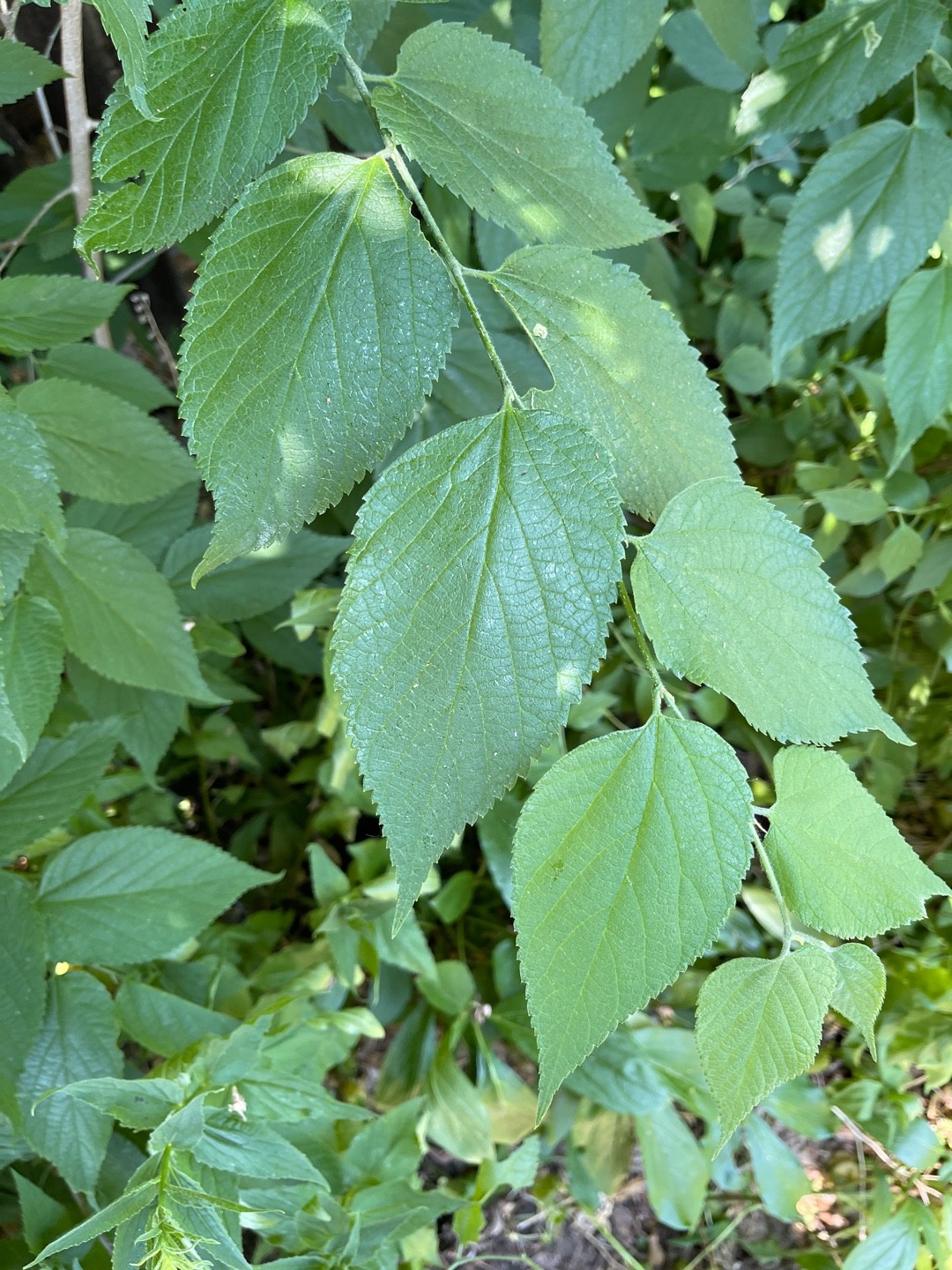 FLORA NEL SALENTO E.. Anche Altrove: Celtis Australis L. Subsp - Foto 4