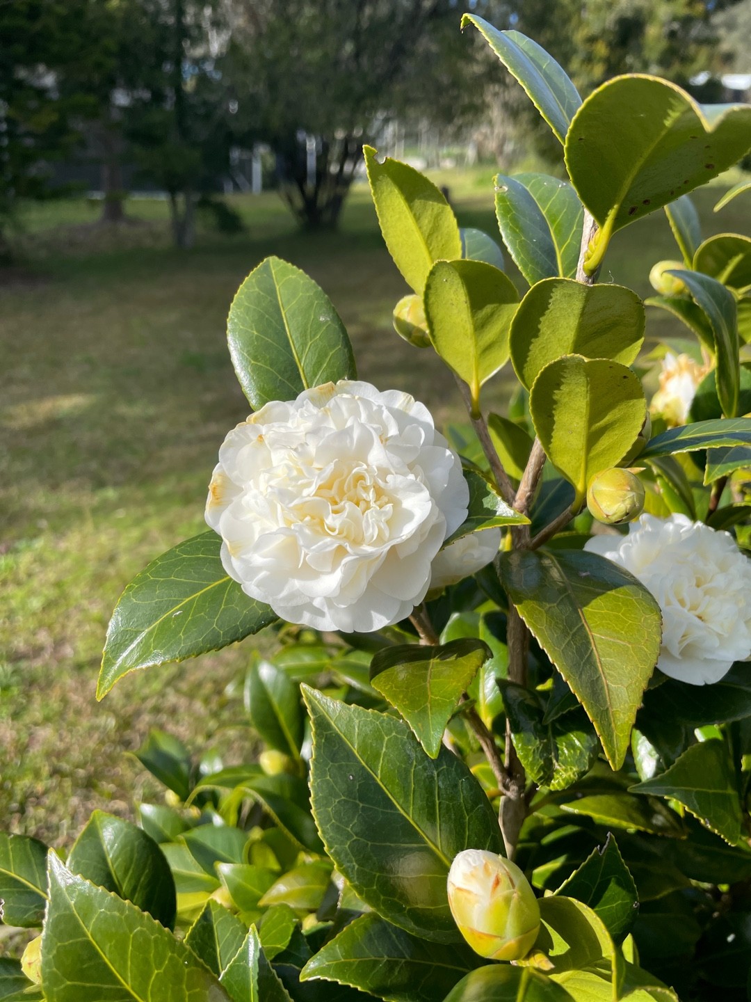 How to identify Tea-oil camellia (Camellia oleifera)