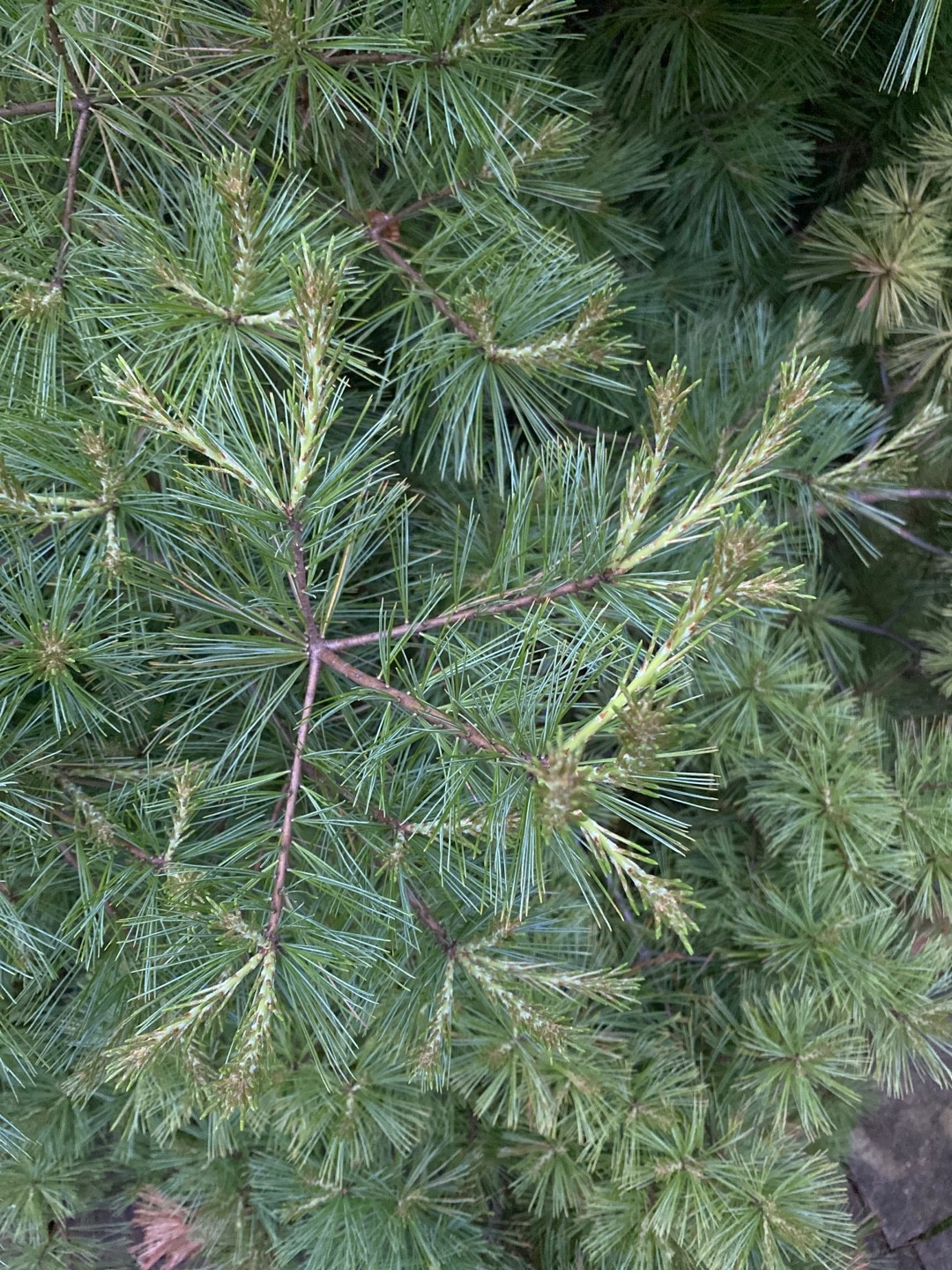 ストローブマツの判定方法 (Pinus strobus)