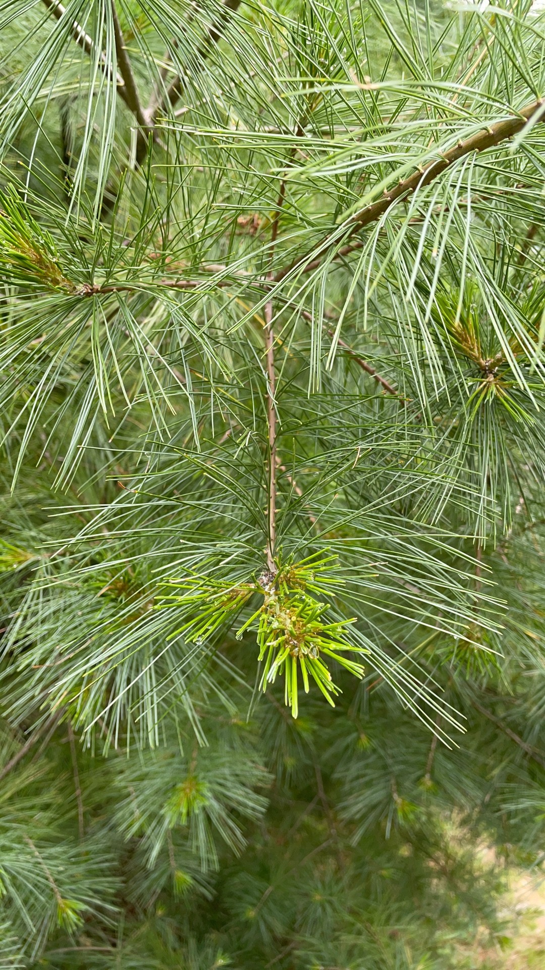 ストローブマツの判定方法 (Pinus strobus)