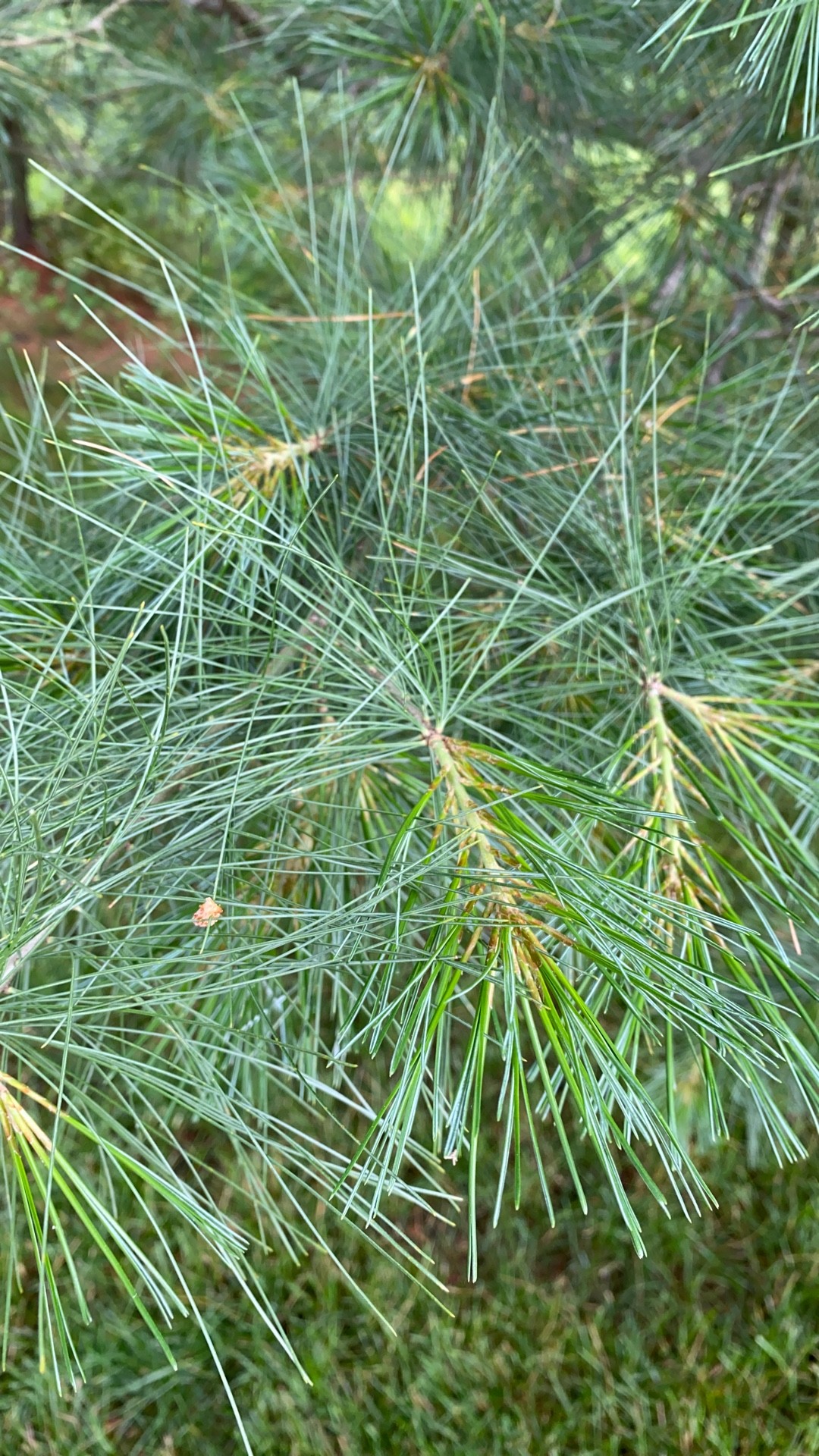 ストローブマツの判定方法 (Pinus strobus)
