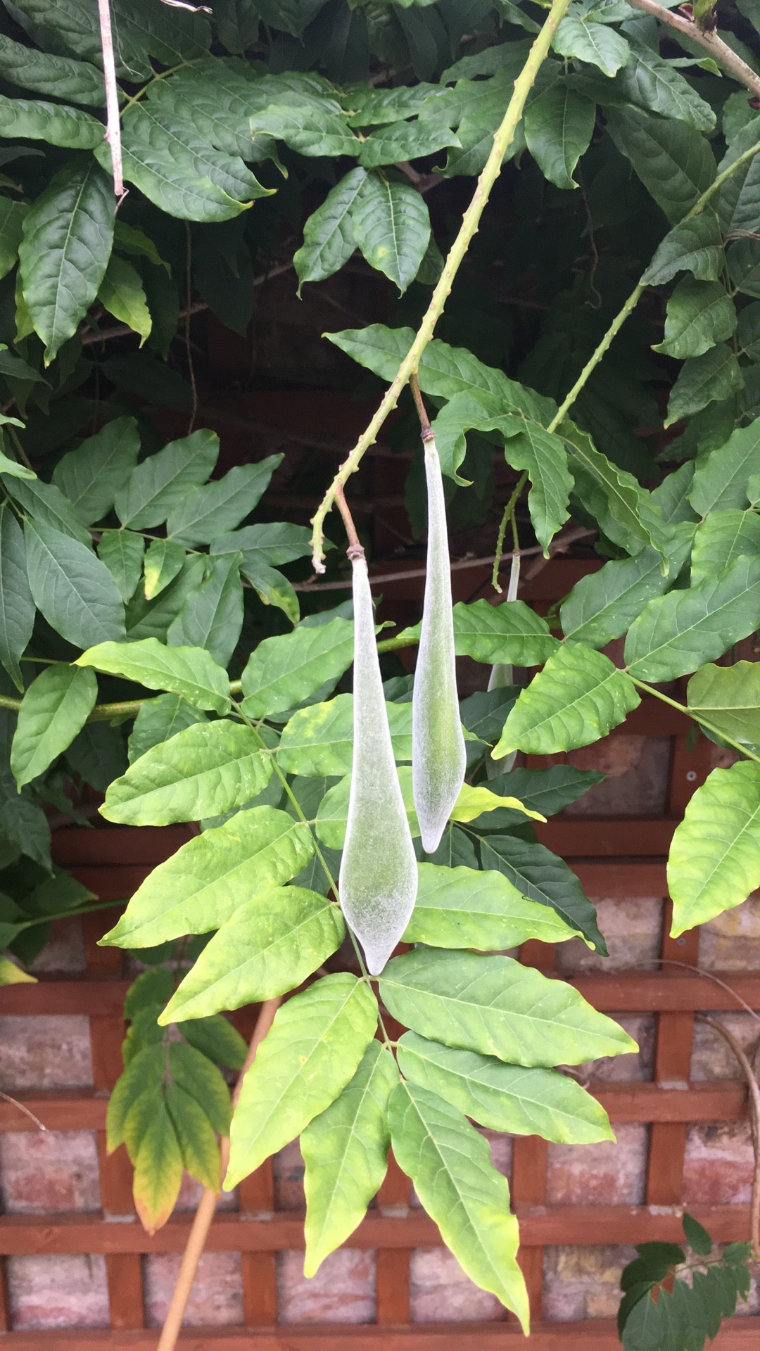 So identifizierst du Chinesischer Blauregen (Wisteria sinensis)