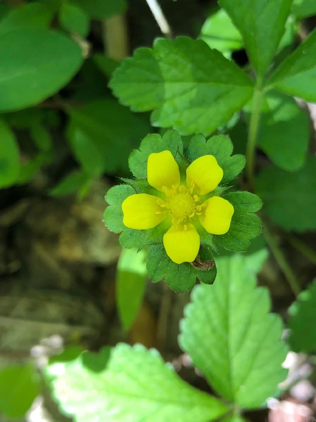 How to identify Mock strawberry (Potentilla indica)