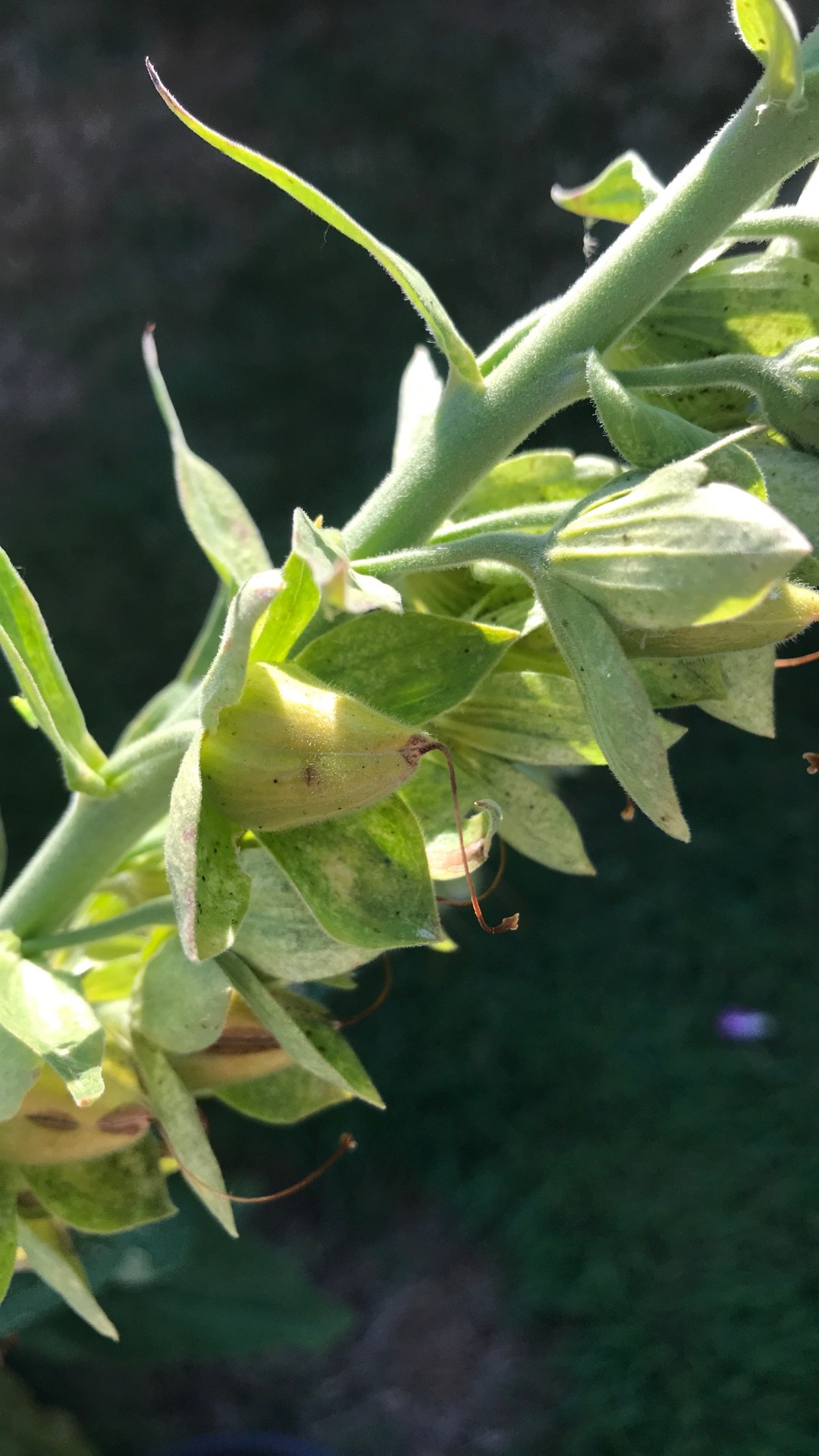 Como identificar Dedaleira (Digitalis purpurea), image size:1080x1920