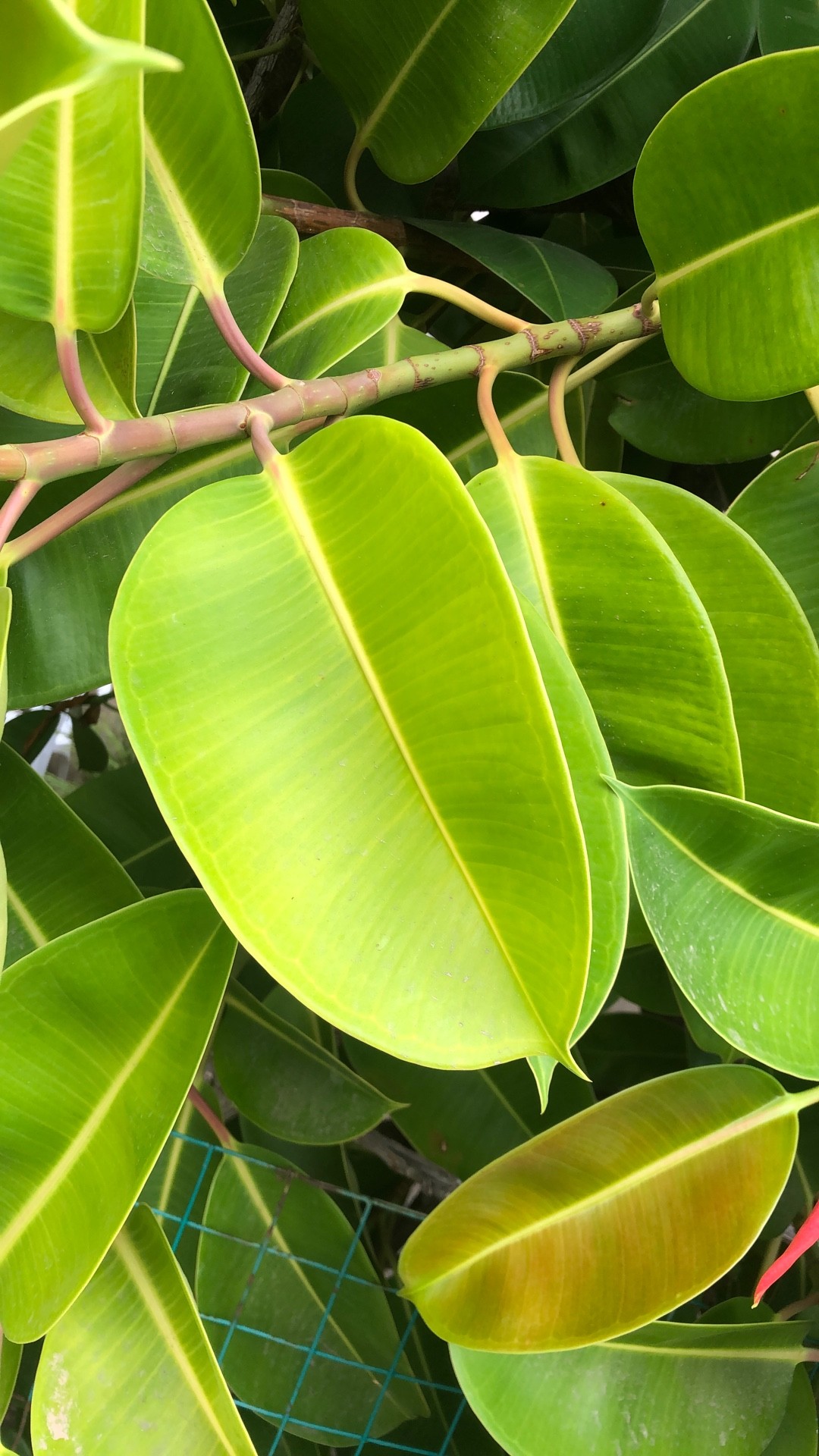 So identifizierst du Gummibaum (Ficus elastica)