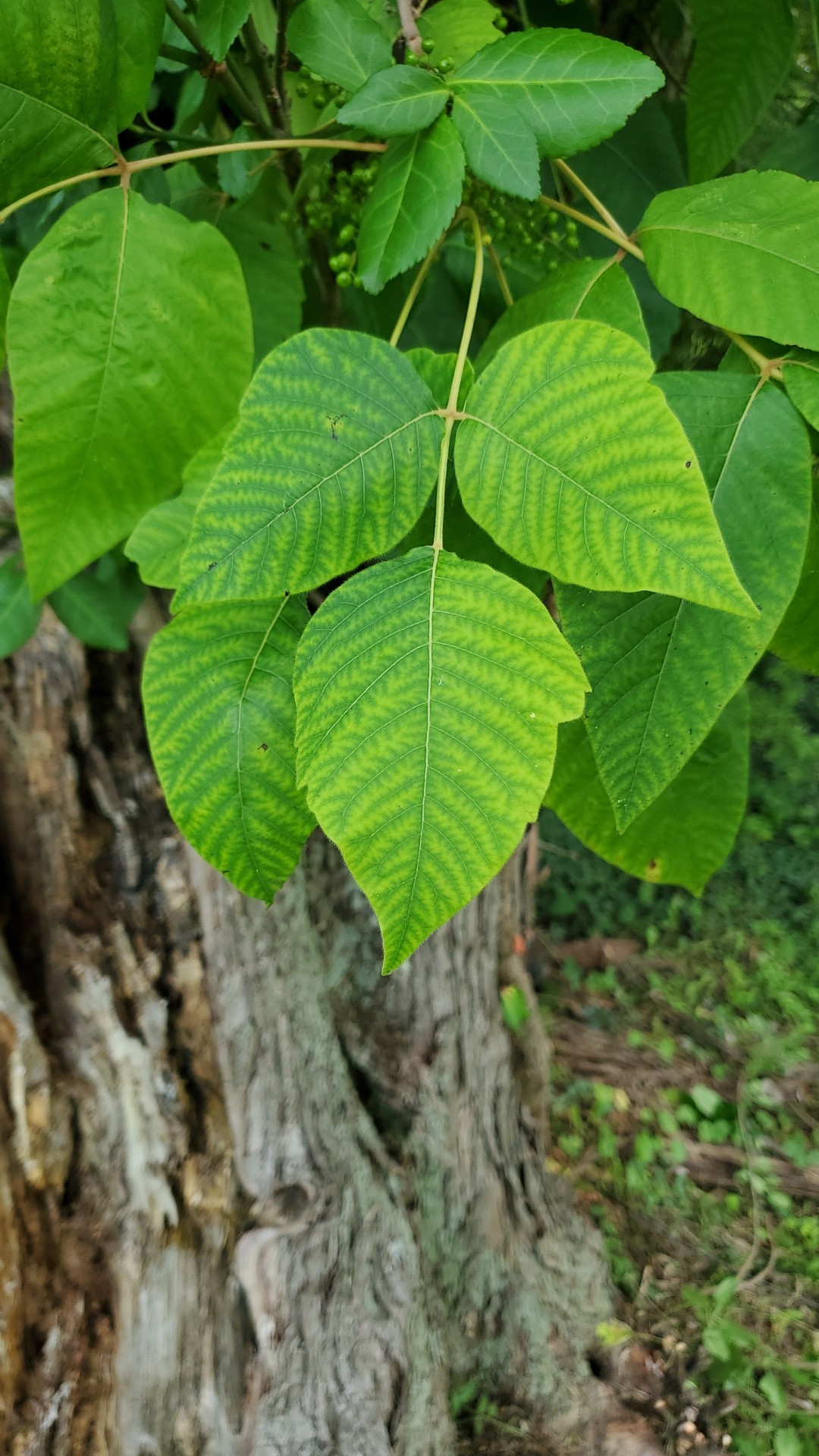 ポイズン・アイビーの判定方法 (Toxicodendron radicans)
