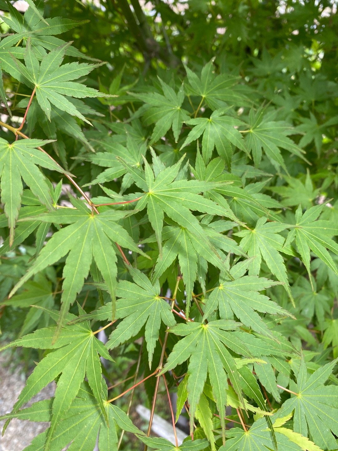 So identifizierst du Fcher-Ahorn (Acer palmatum)