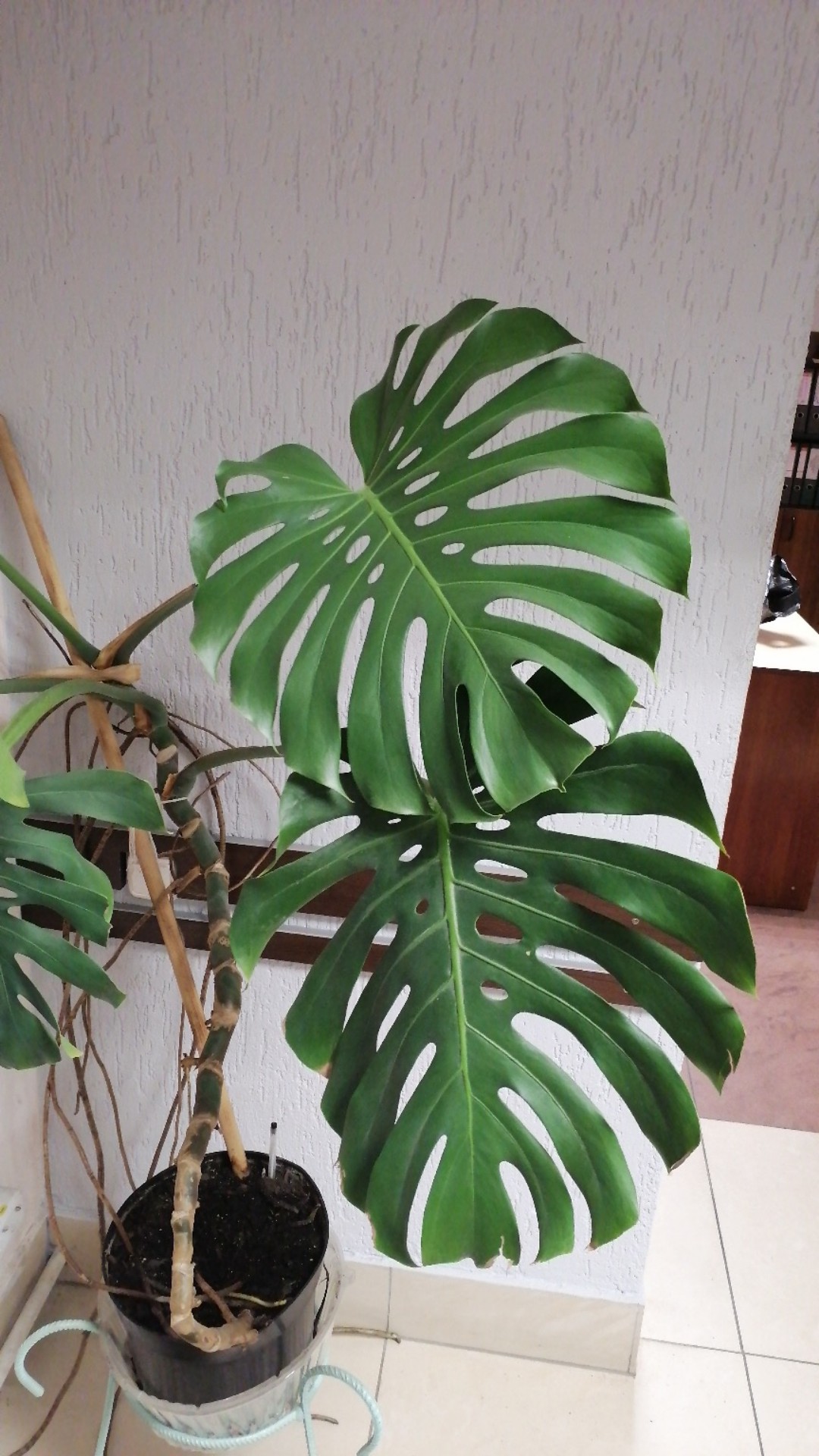 ホウライショウ（鳳莱蕉）の判定方法 (Monstera deliciosa)