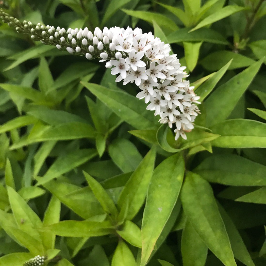 Where To Place Gooseneck loosestrife In Feng Shui? (Characteristics ...